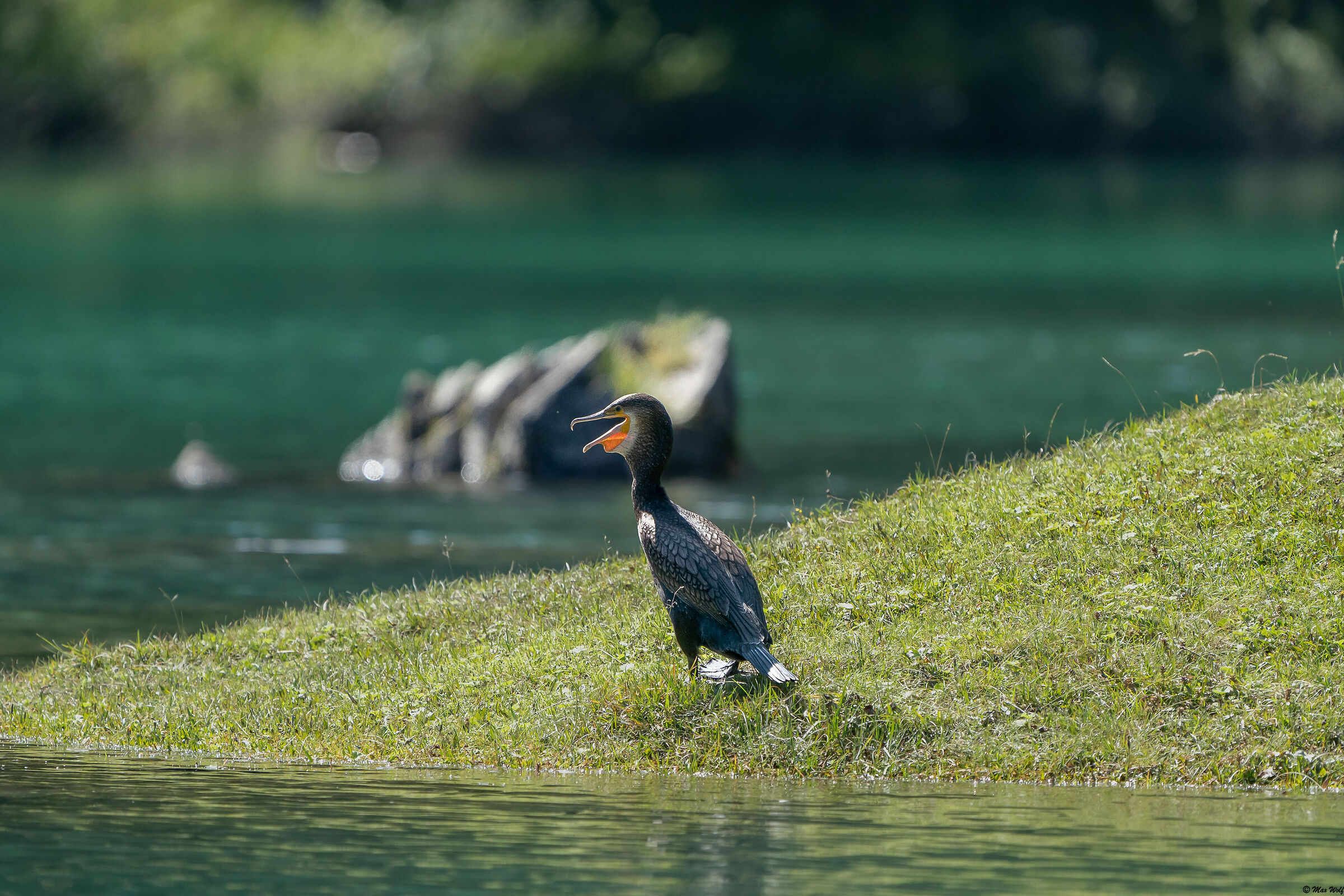 The Obernberghersee Cormorant