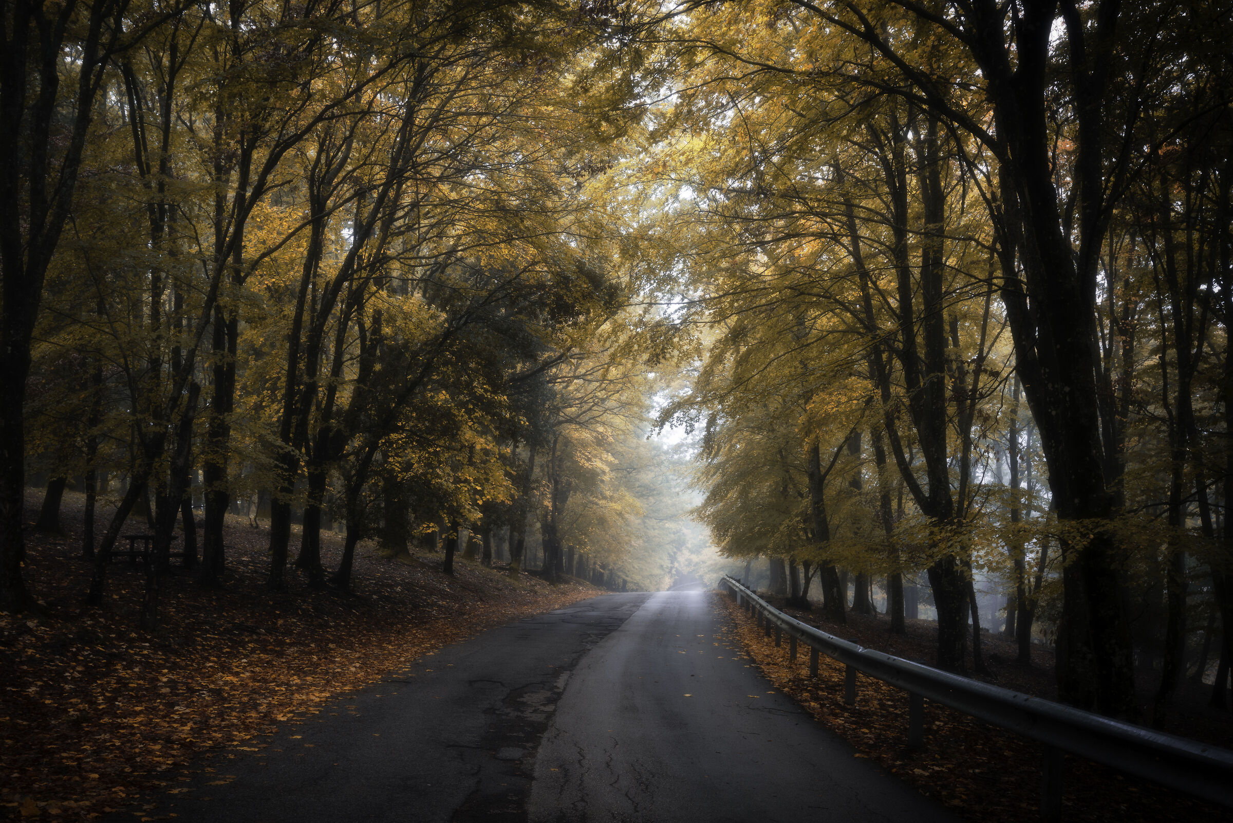 The road in the forest
