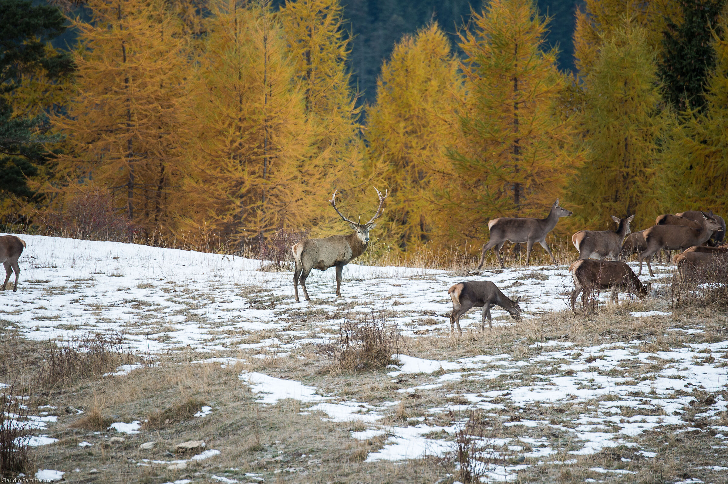 Cervo maschio in compagnia