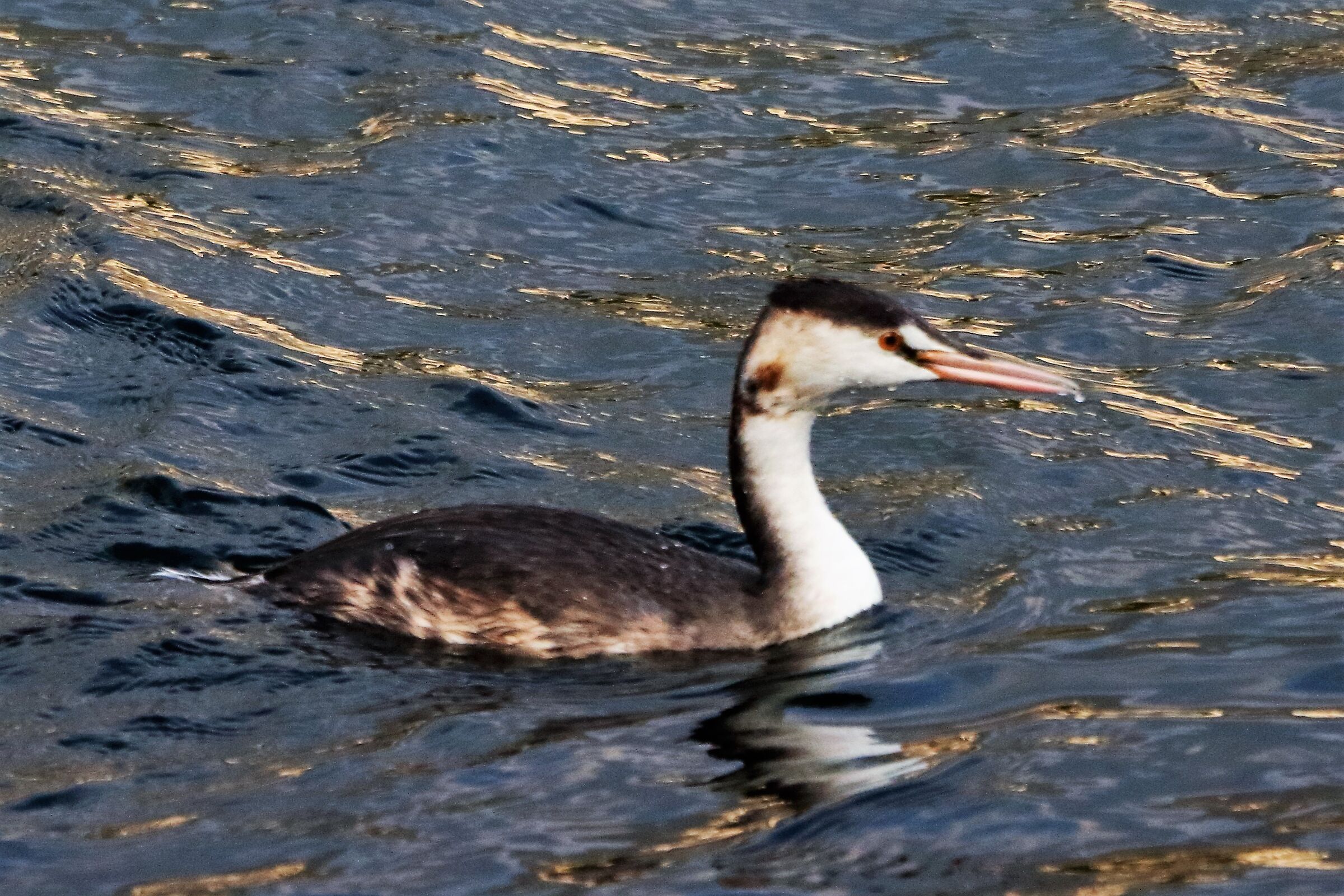 grebe