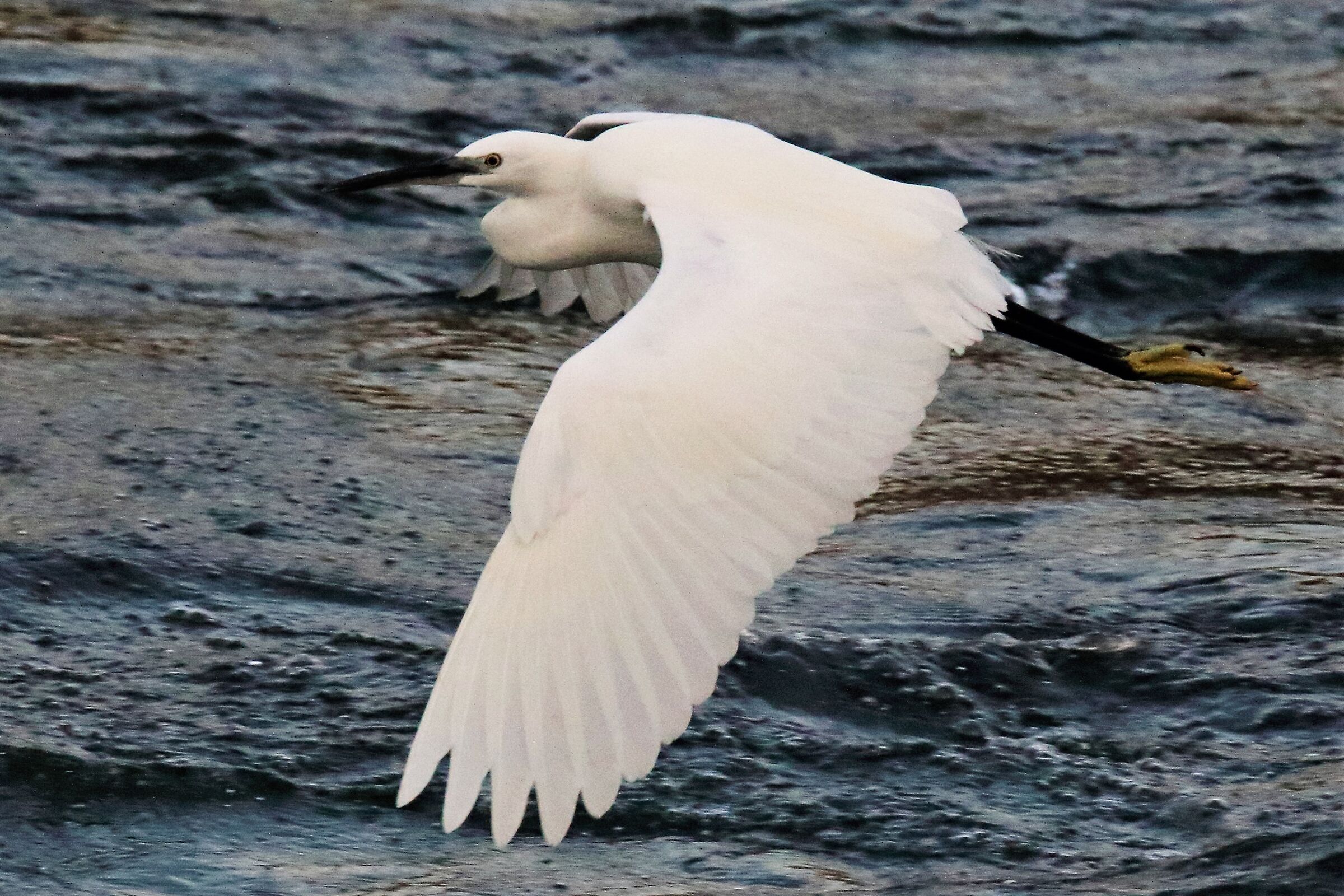 egret