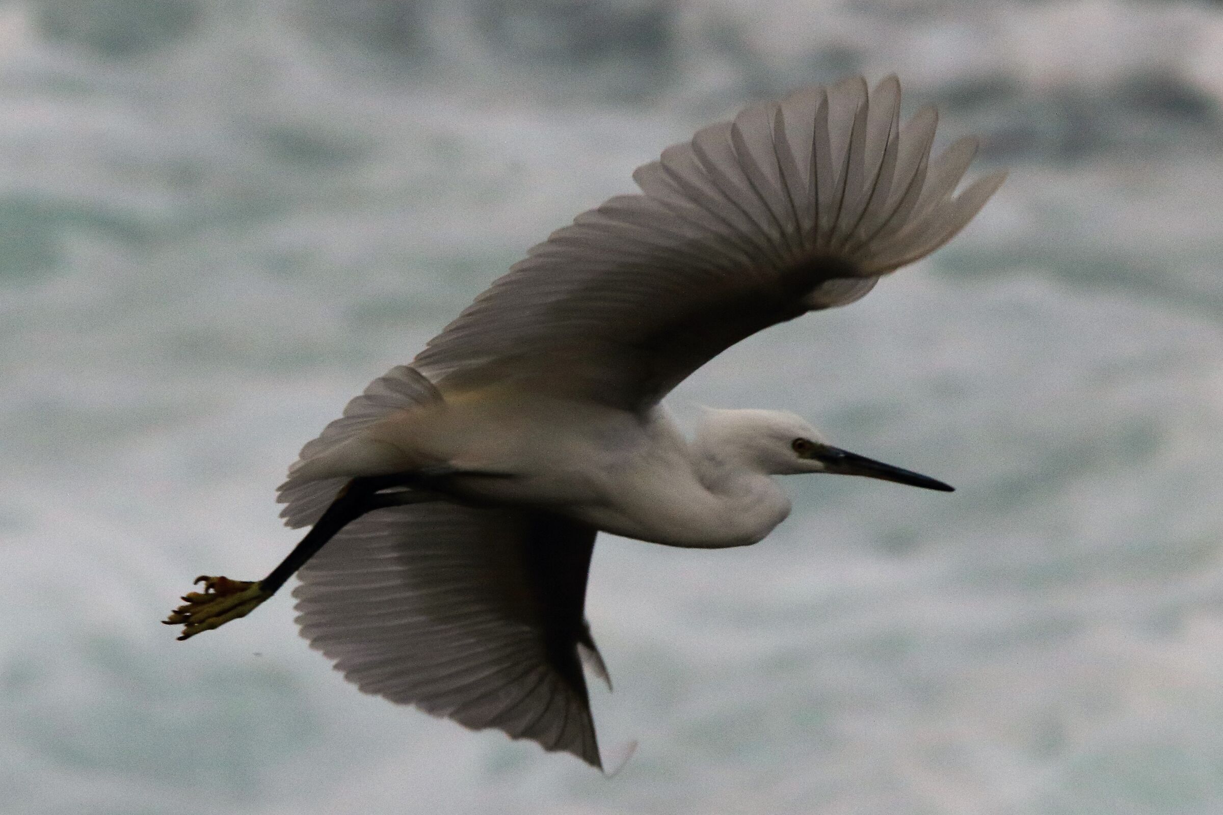 egret