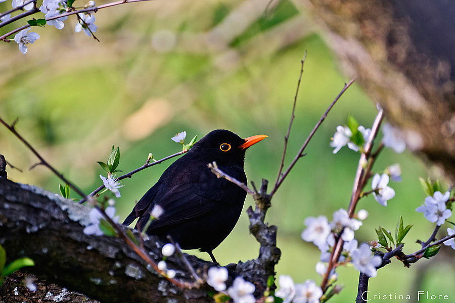 A blackbird does not make a summer ...