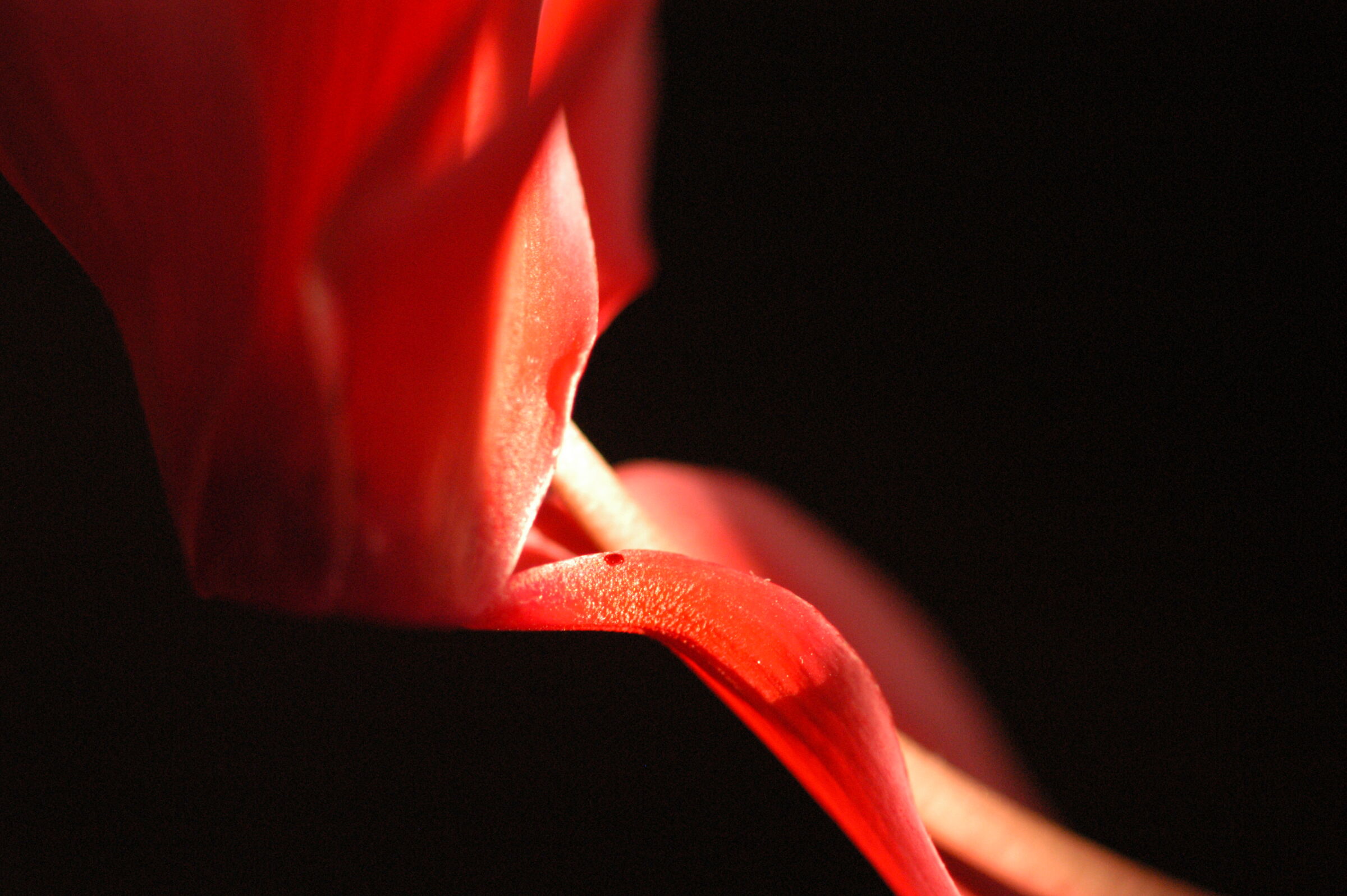 Petalo di fiore rosso