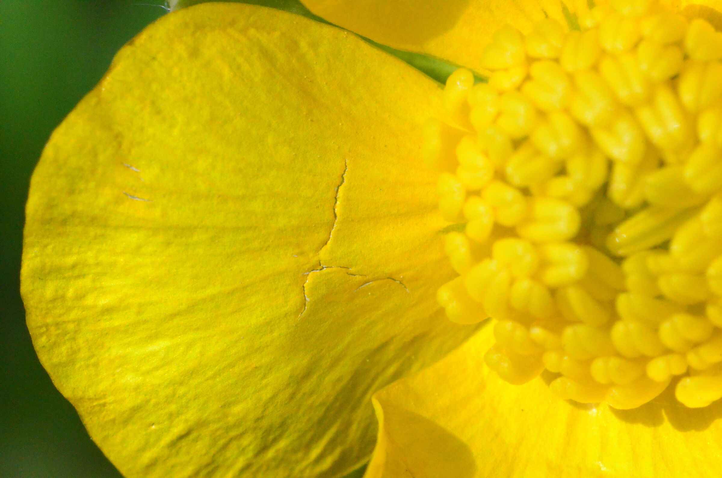 Cicatrice in petalo giallo