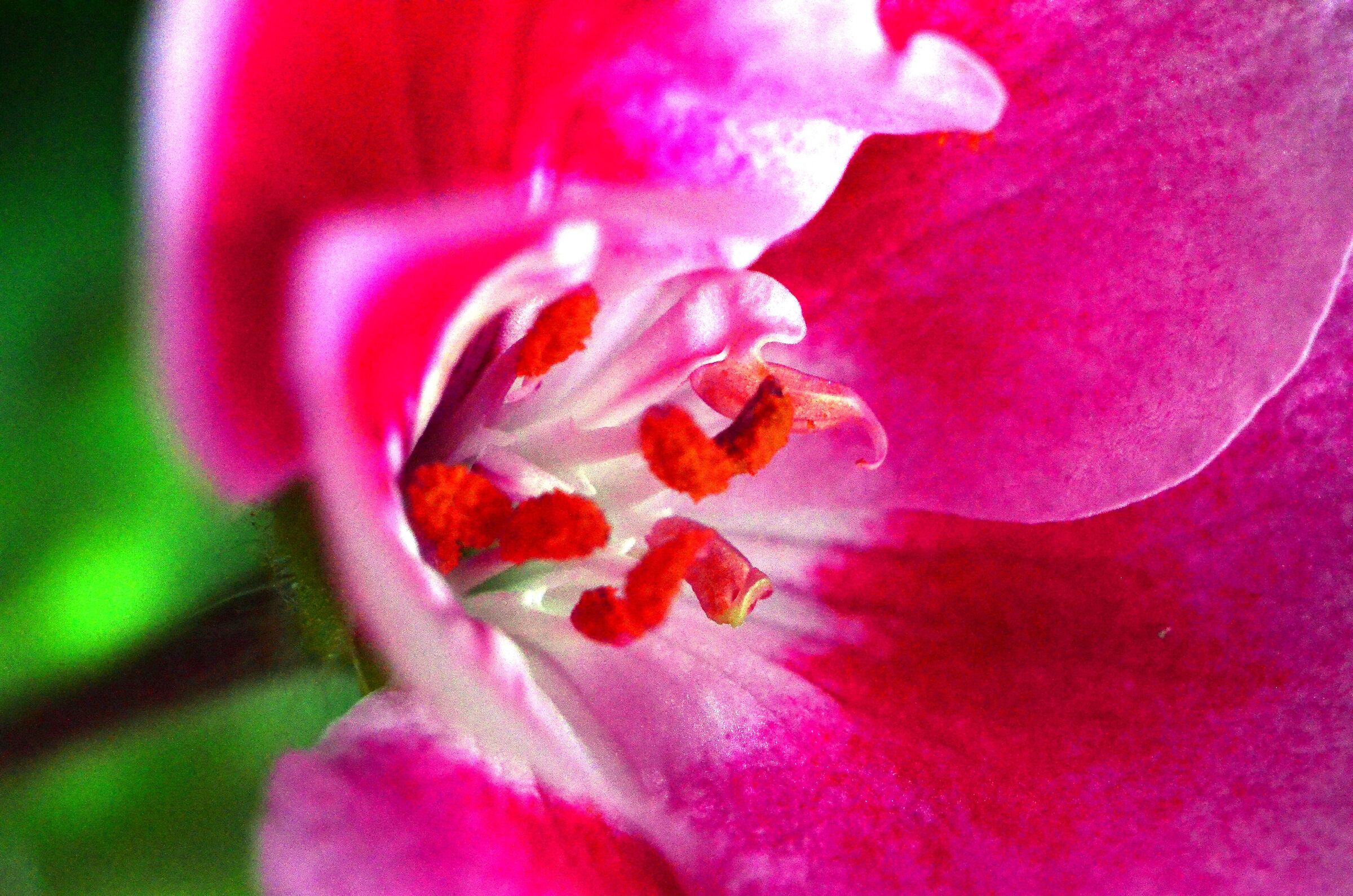 Fiore fucsia
