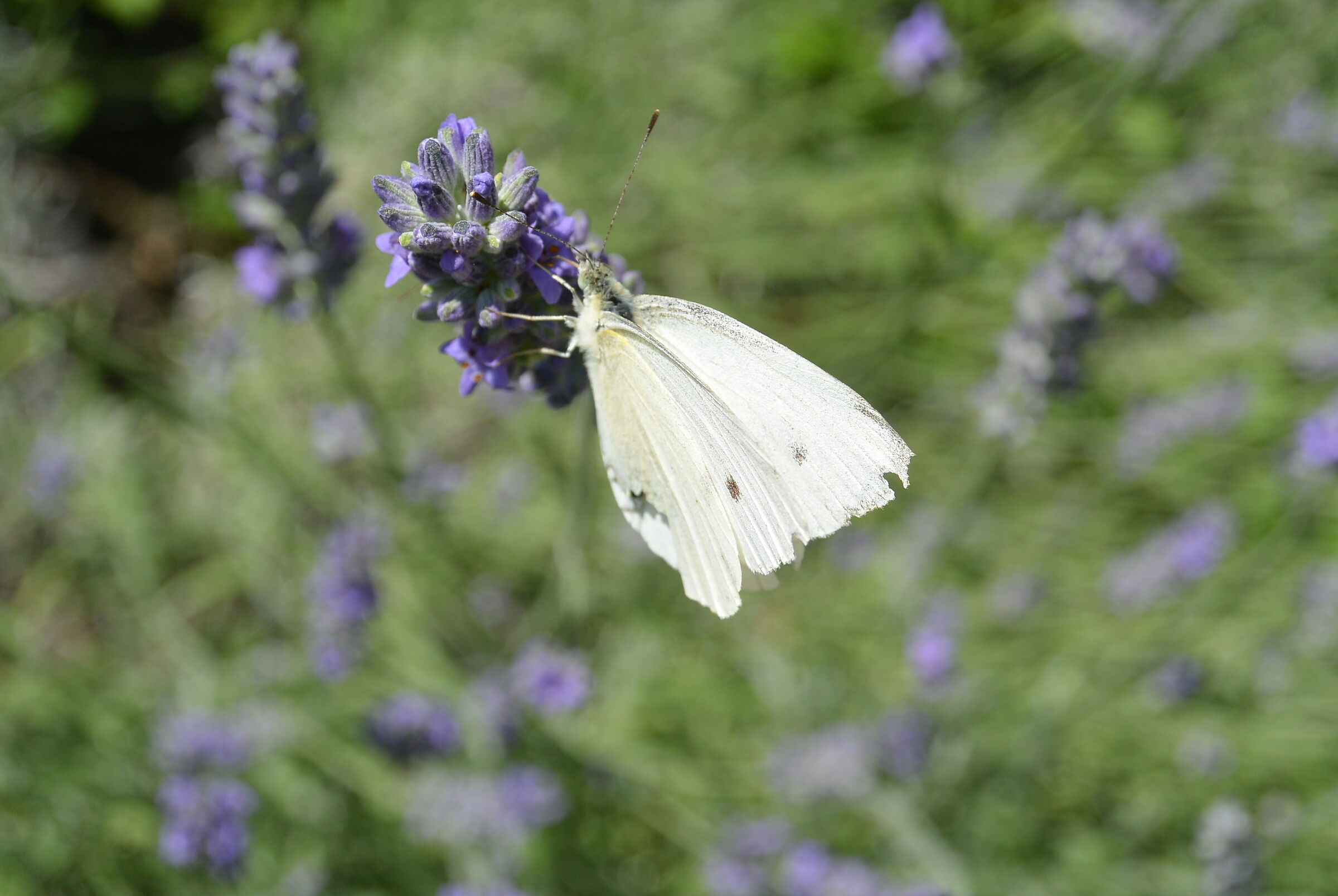 Farfalla su fiore di lavanda