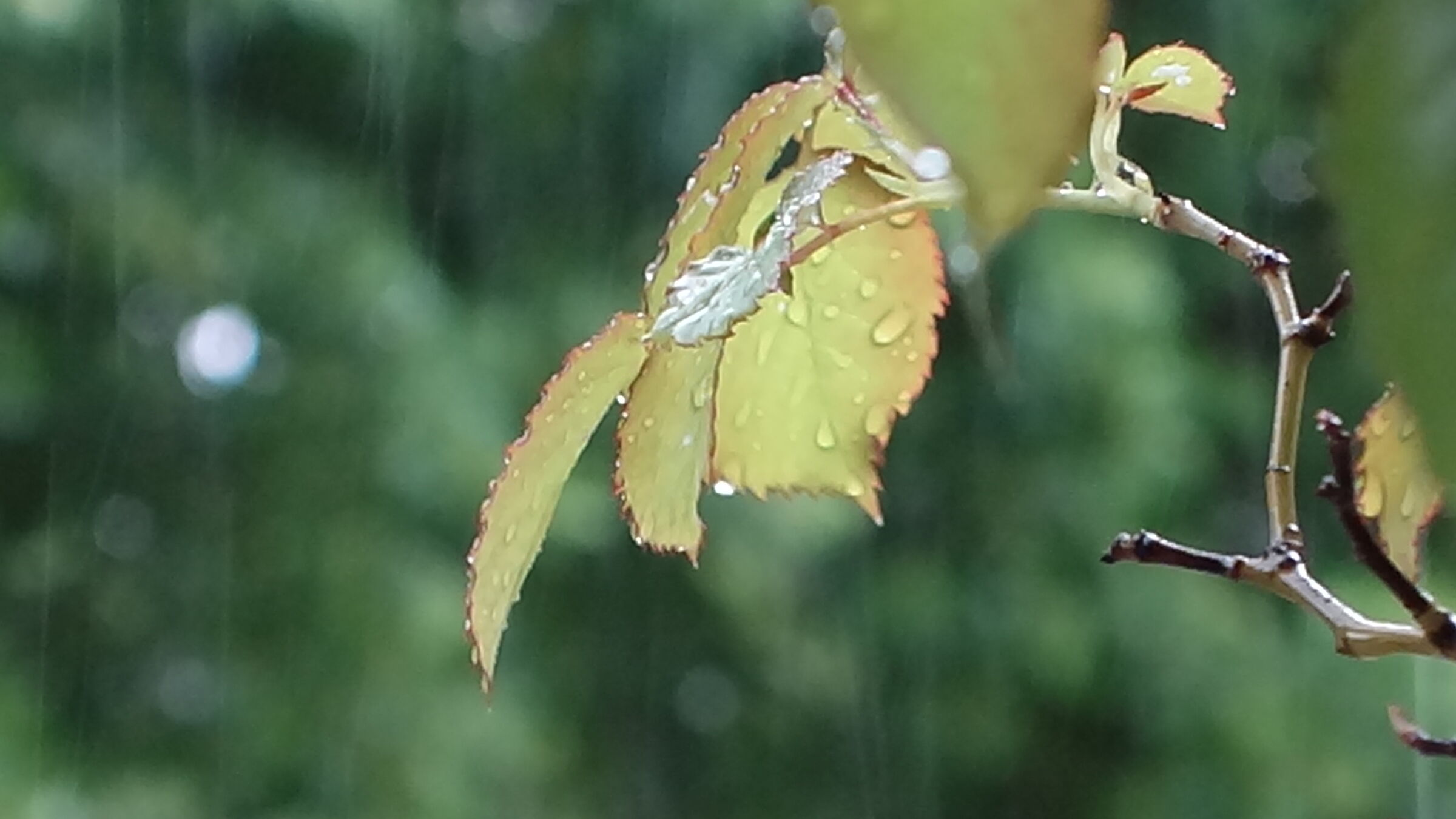 Foglie sotto la pioggia