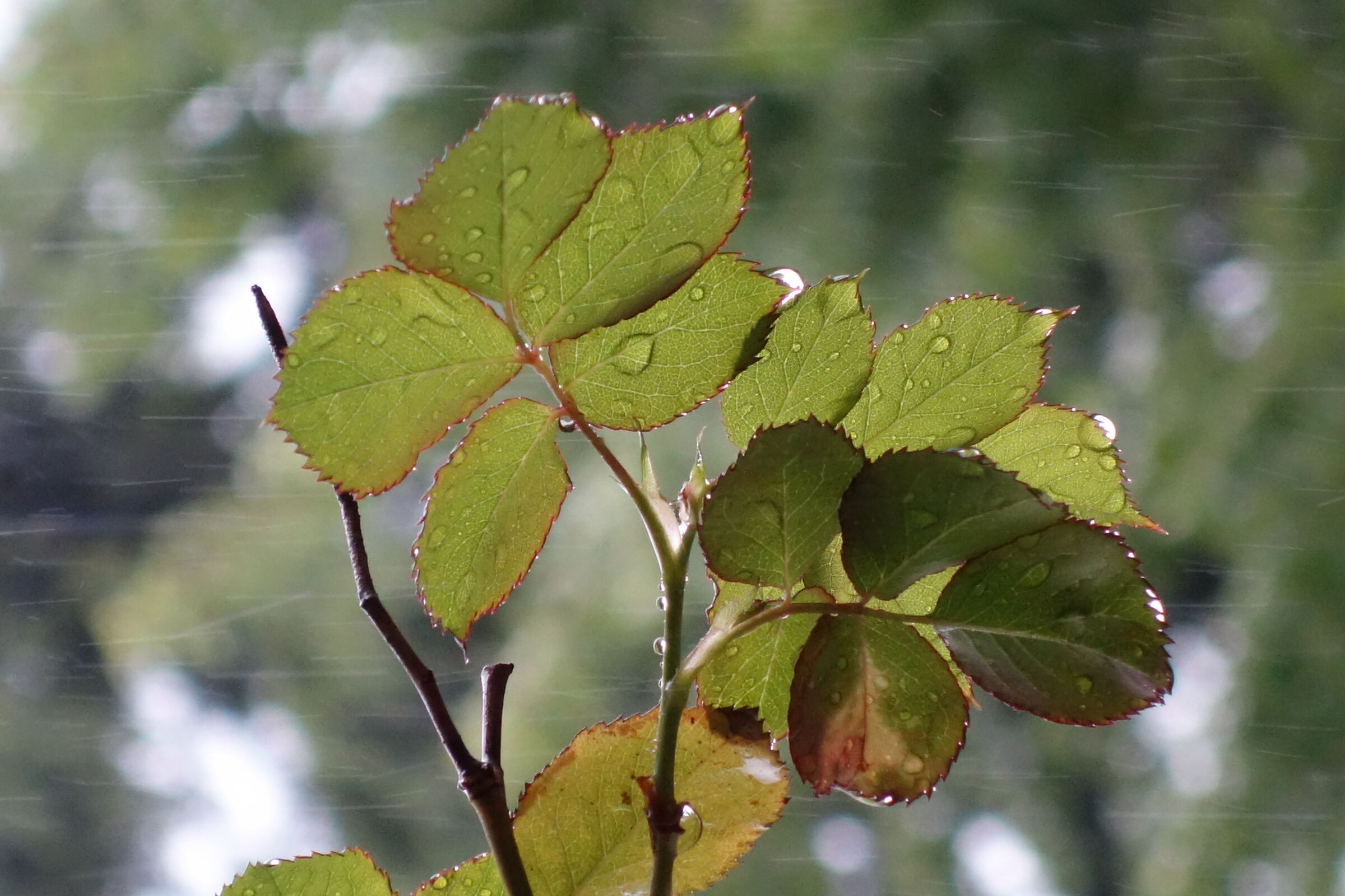 Foglie sotto la pioggia II