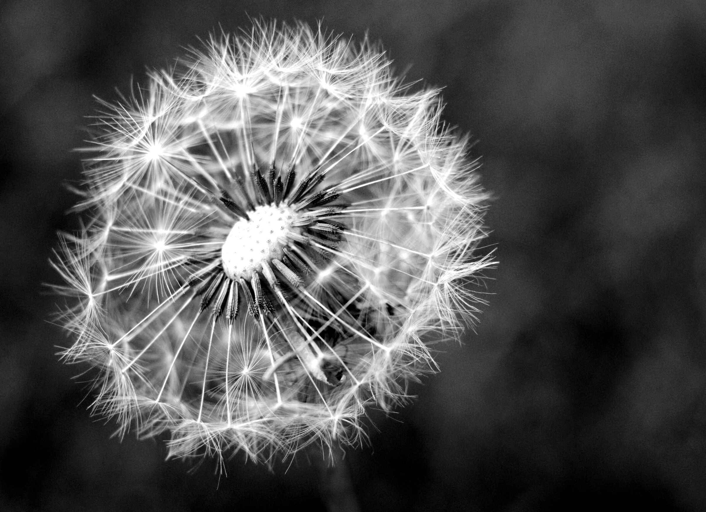 Dandelion