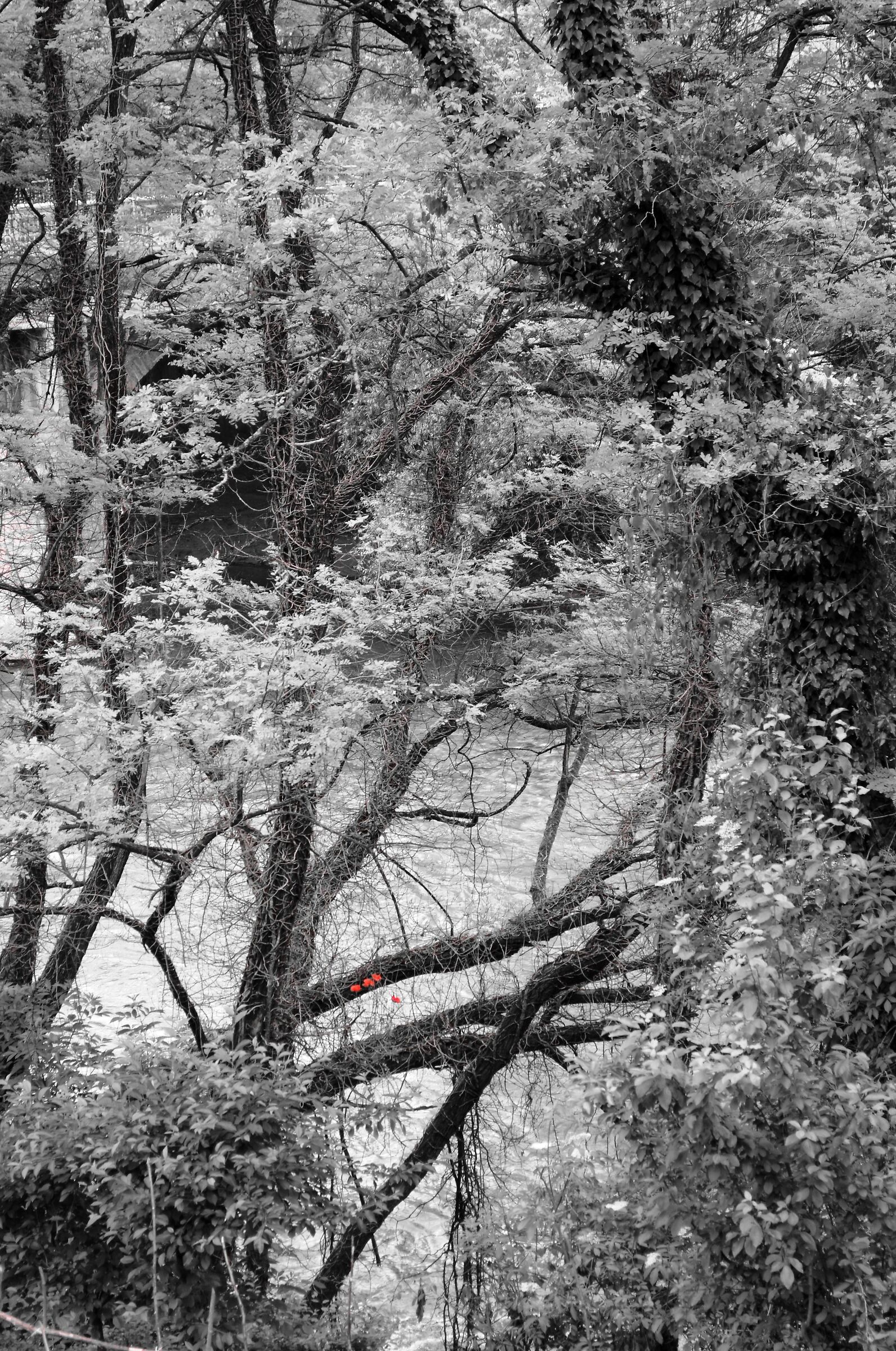 Black and white landscape with red poppies