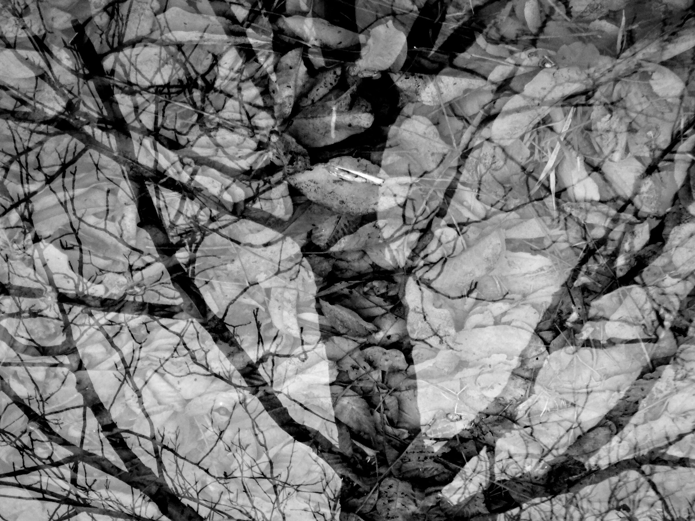 Tree reflected in a puddle