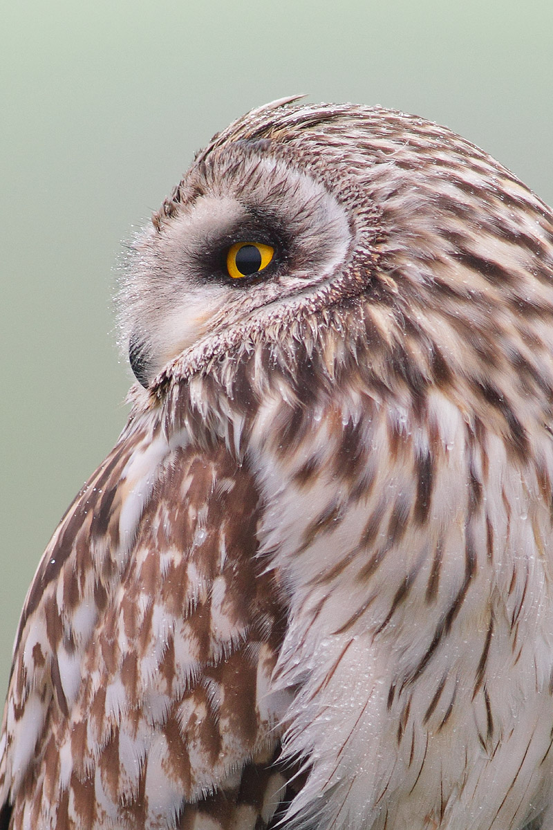 Profilo sotto la pioggia