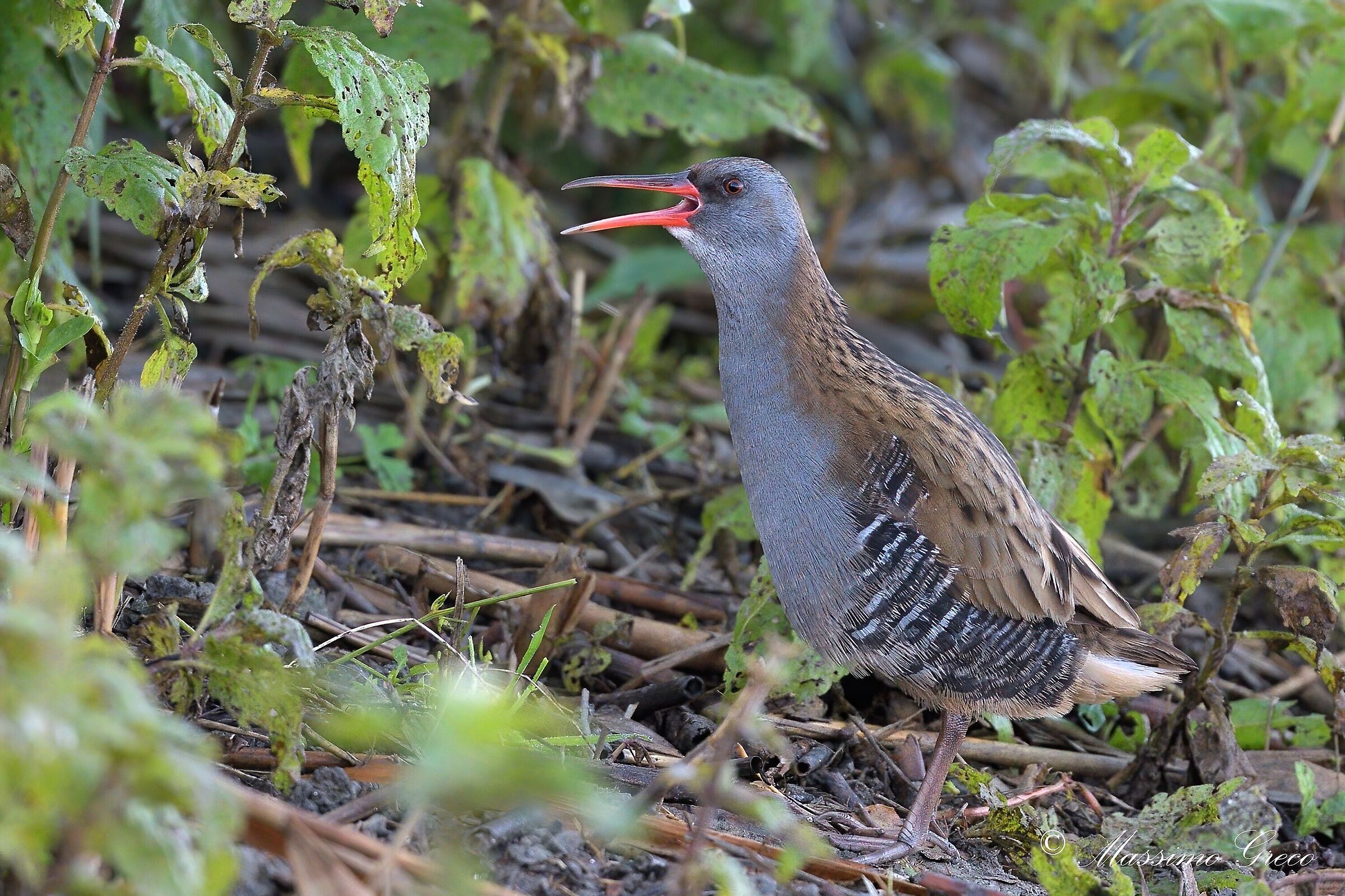 Porciglione (Rallus aquaticus)