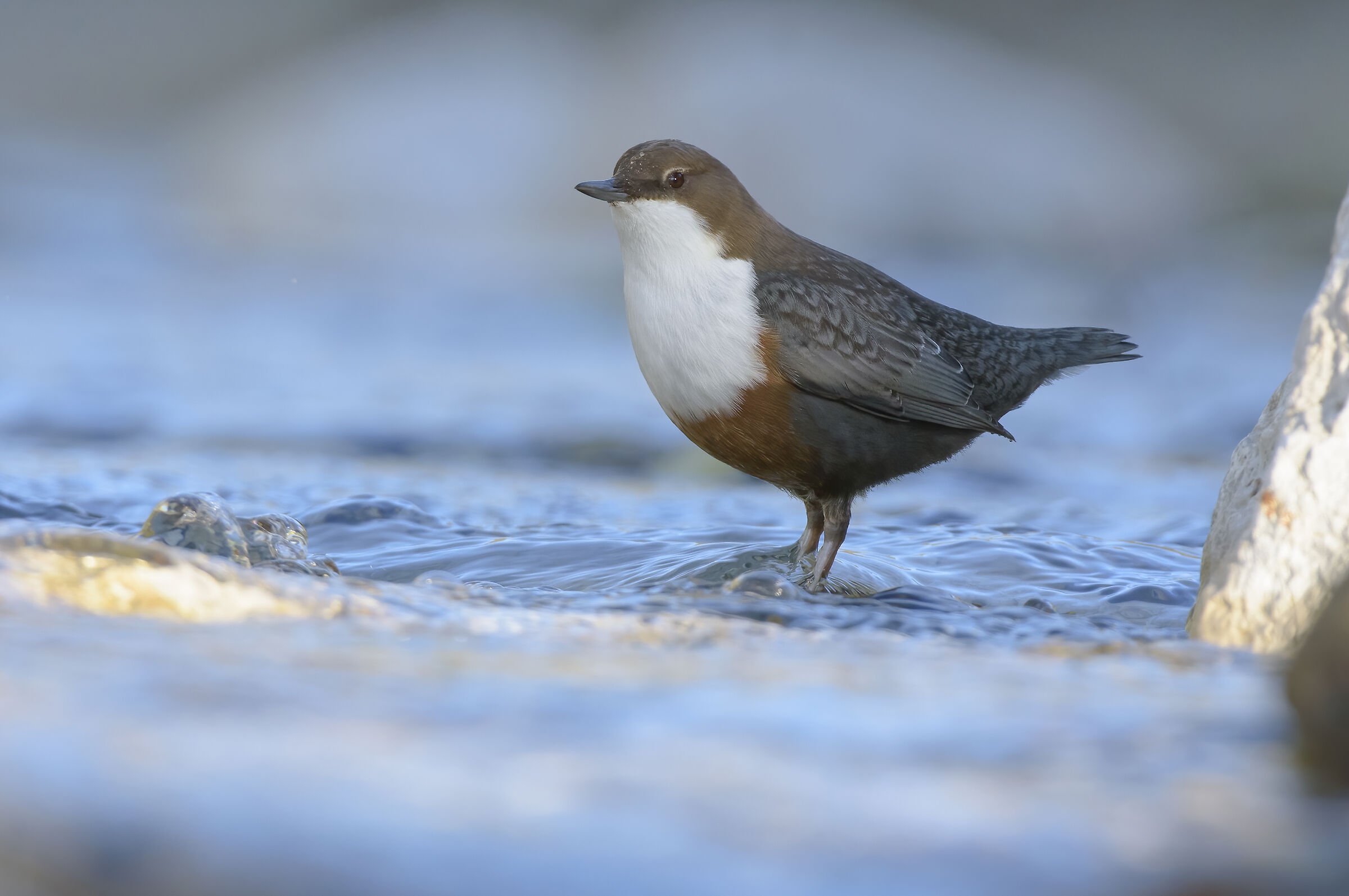 Merlo acquaiolo, il sequel