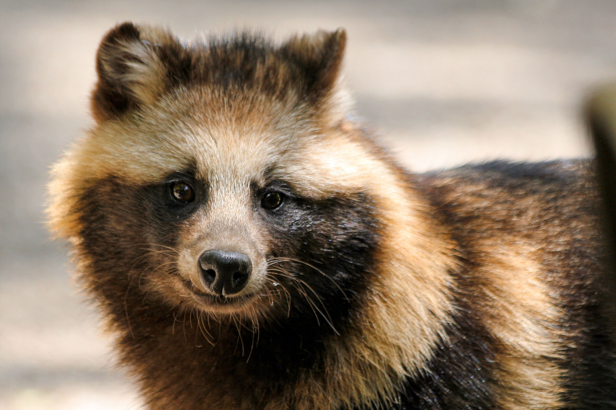 tanuki- cane procione giapponese