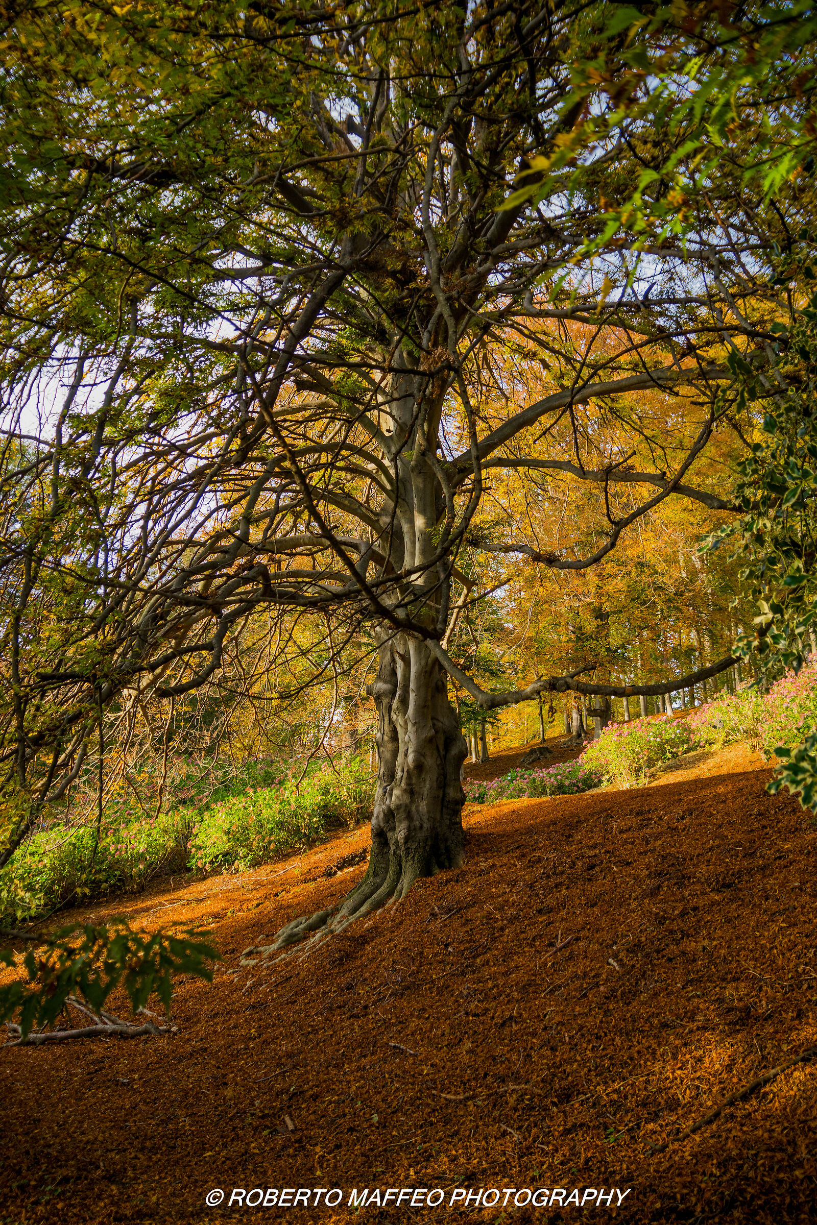 parco della burcina pollone(biella)