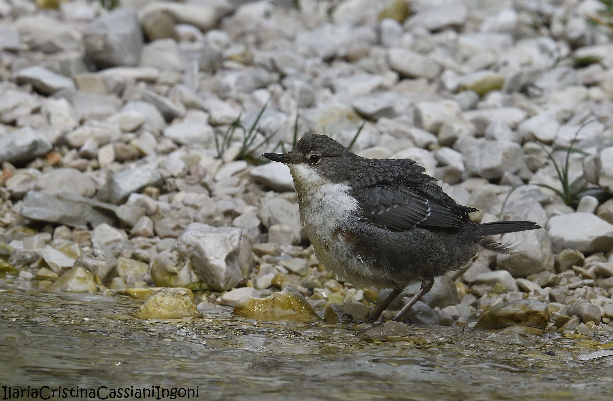Merlo acquaiolo juv.