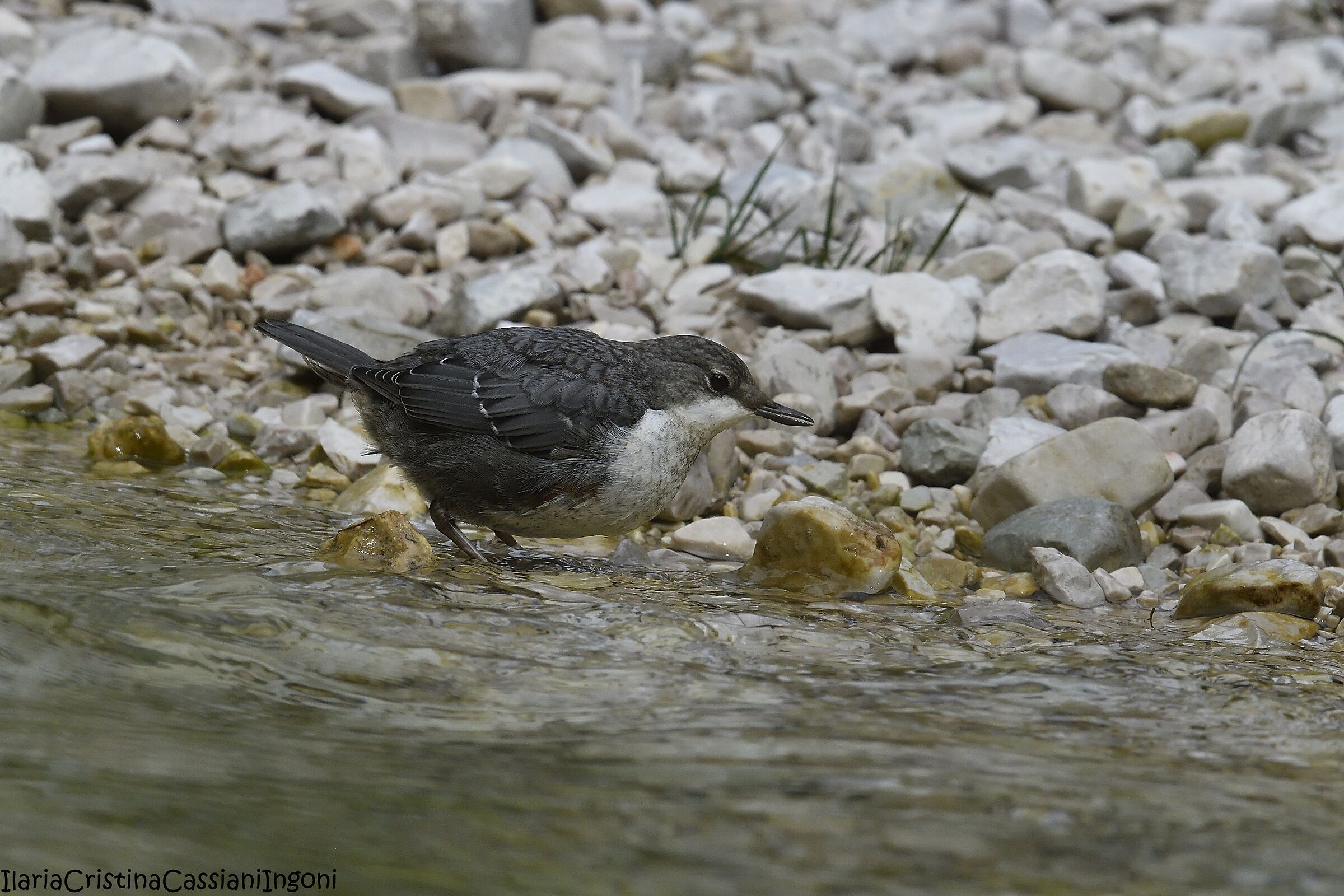 Blackbird dipper juv.
