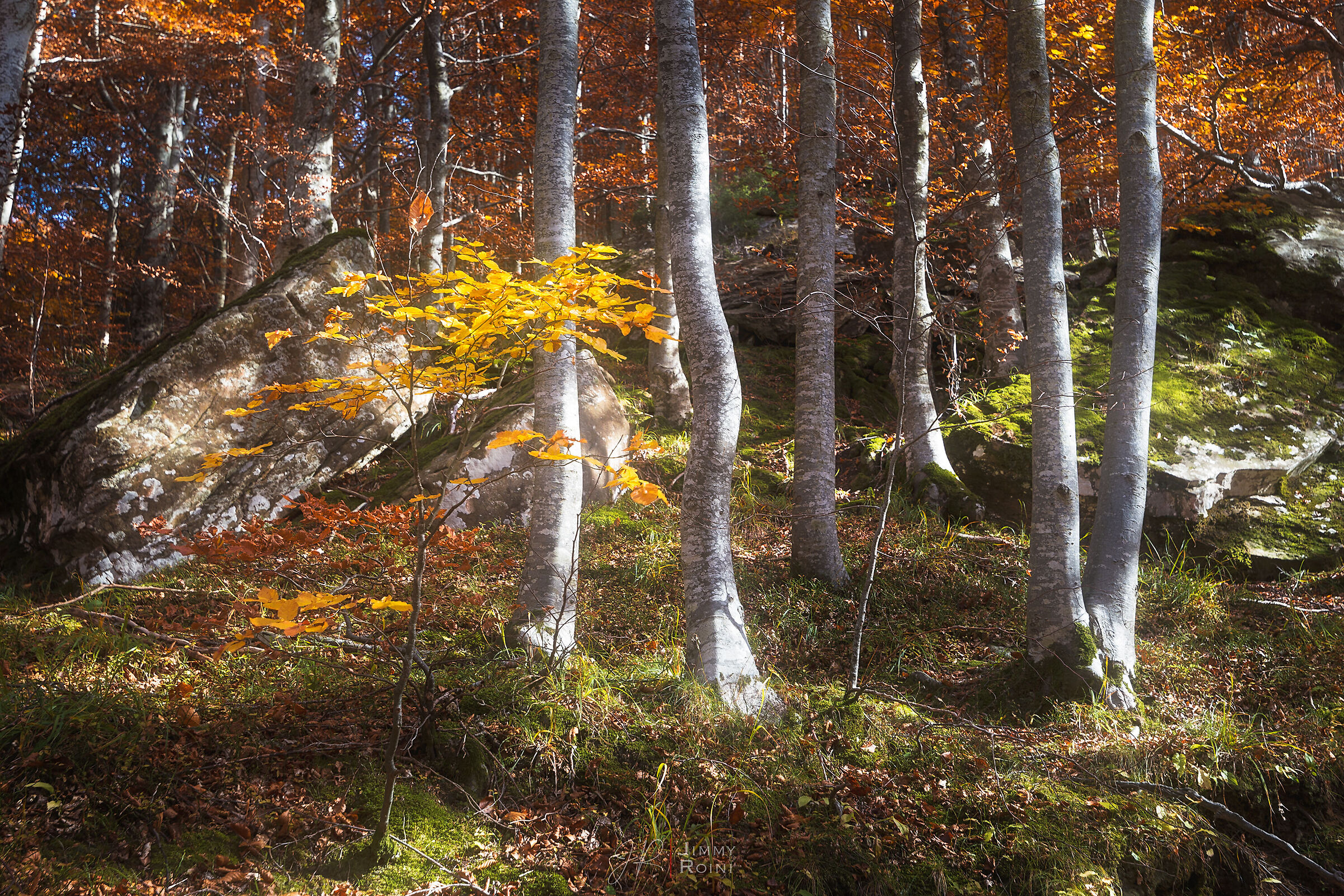 L'autunno a colori pastello