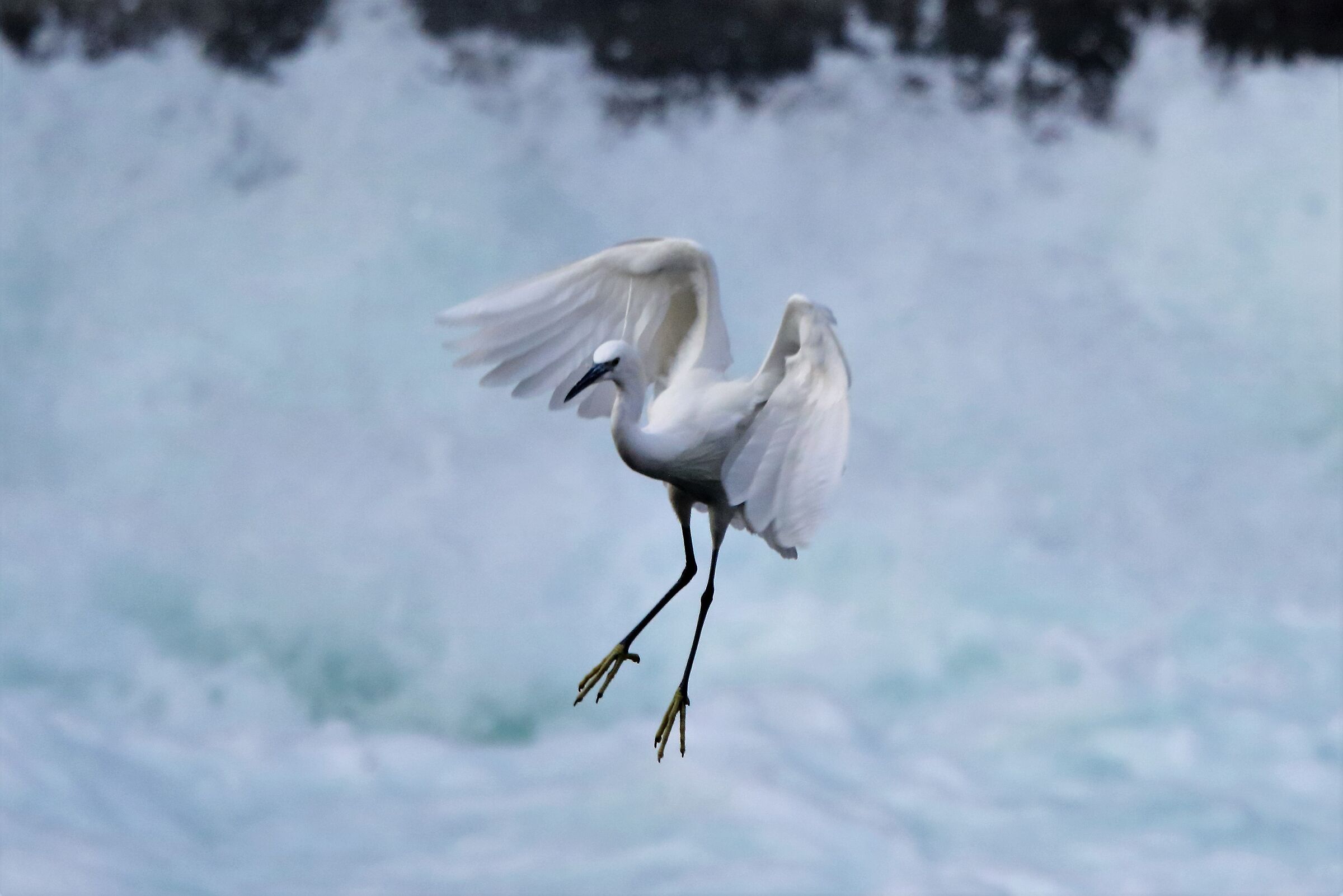 egret