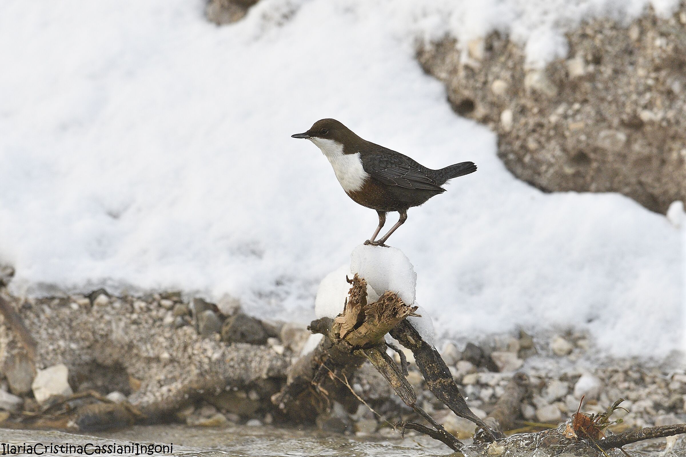 White-throated dipper