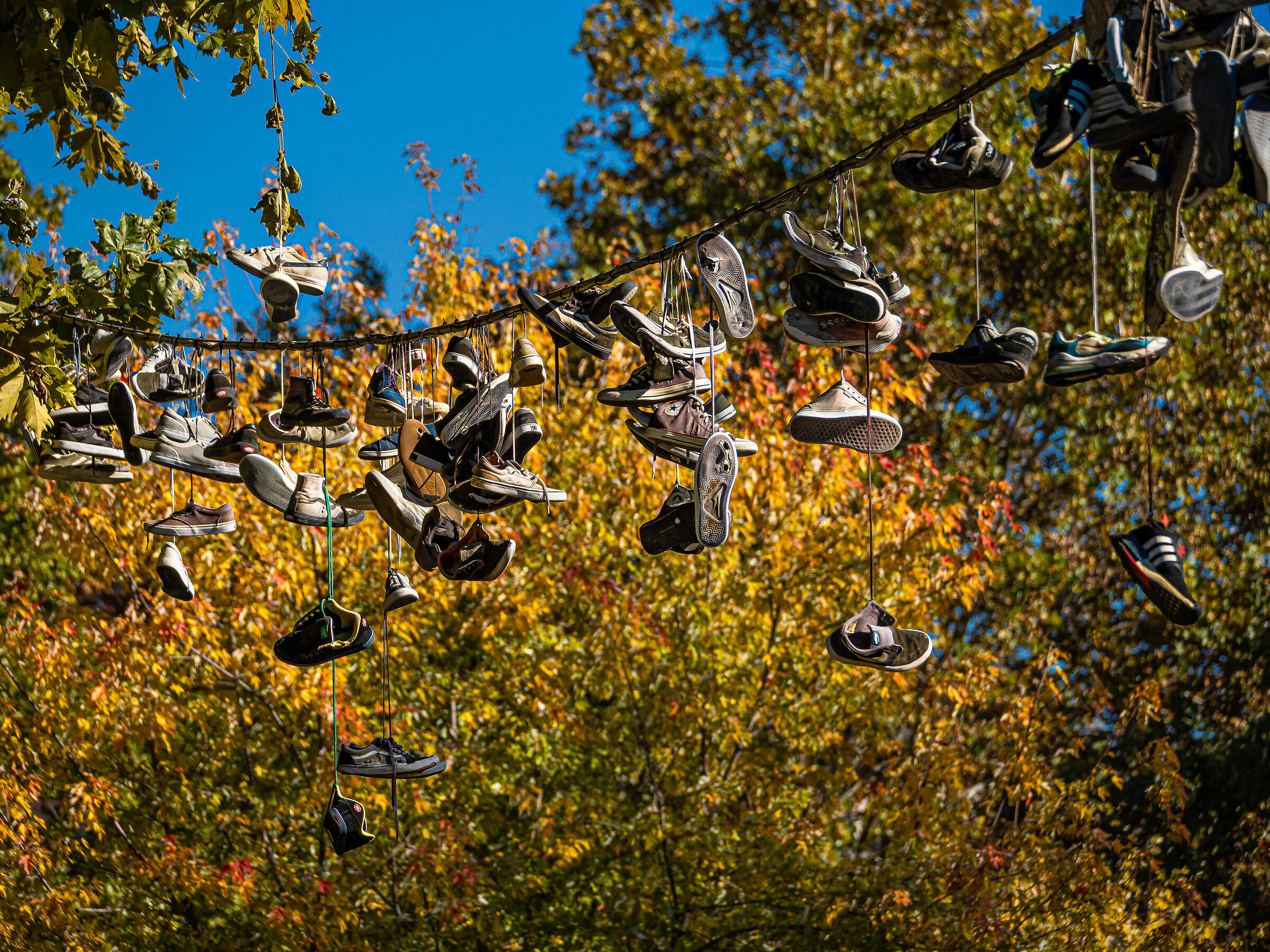 Fioriture autunnali.....