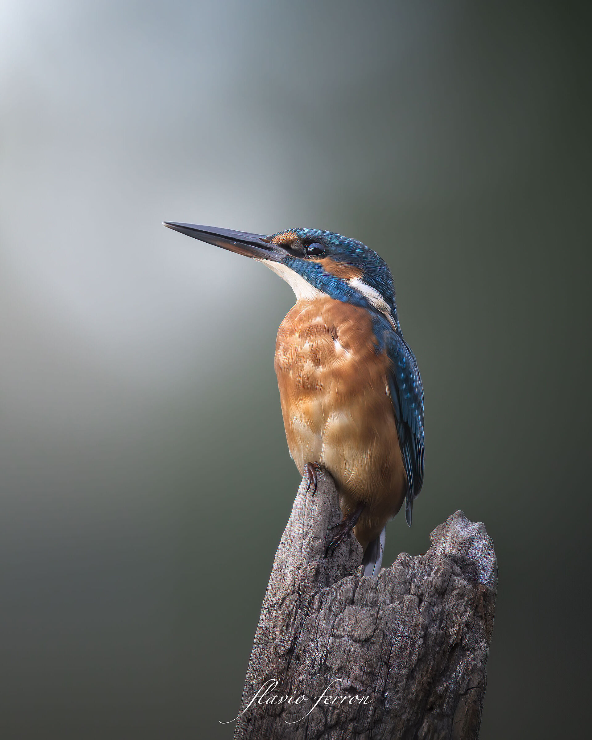 Martin Pescatore...!!