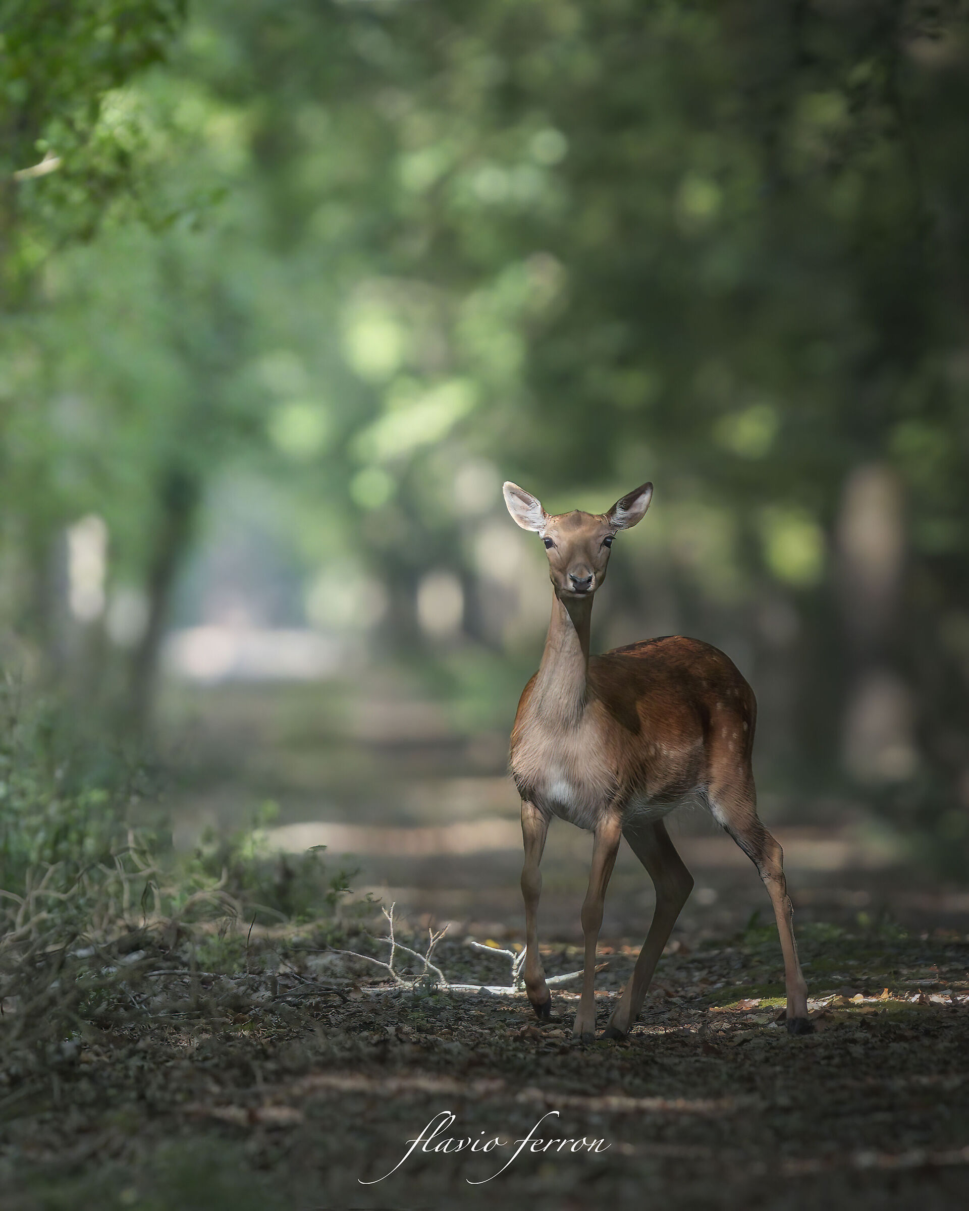 La femmina di Daino...!!