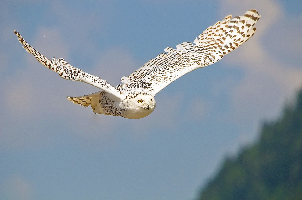 Civetta delle nevi (Bubo scandiacus)