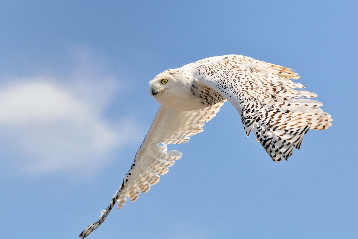 Civetta delle nevi (Bubo scandiacus)