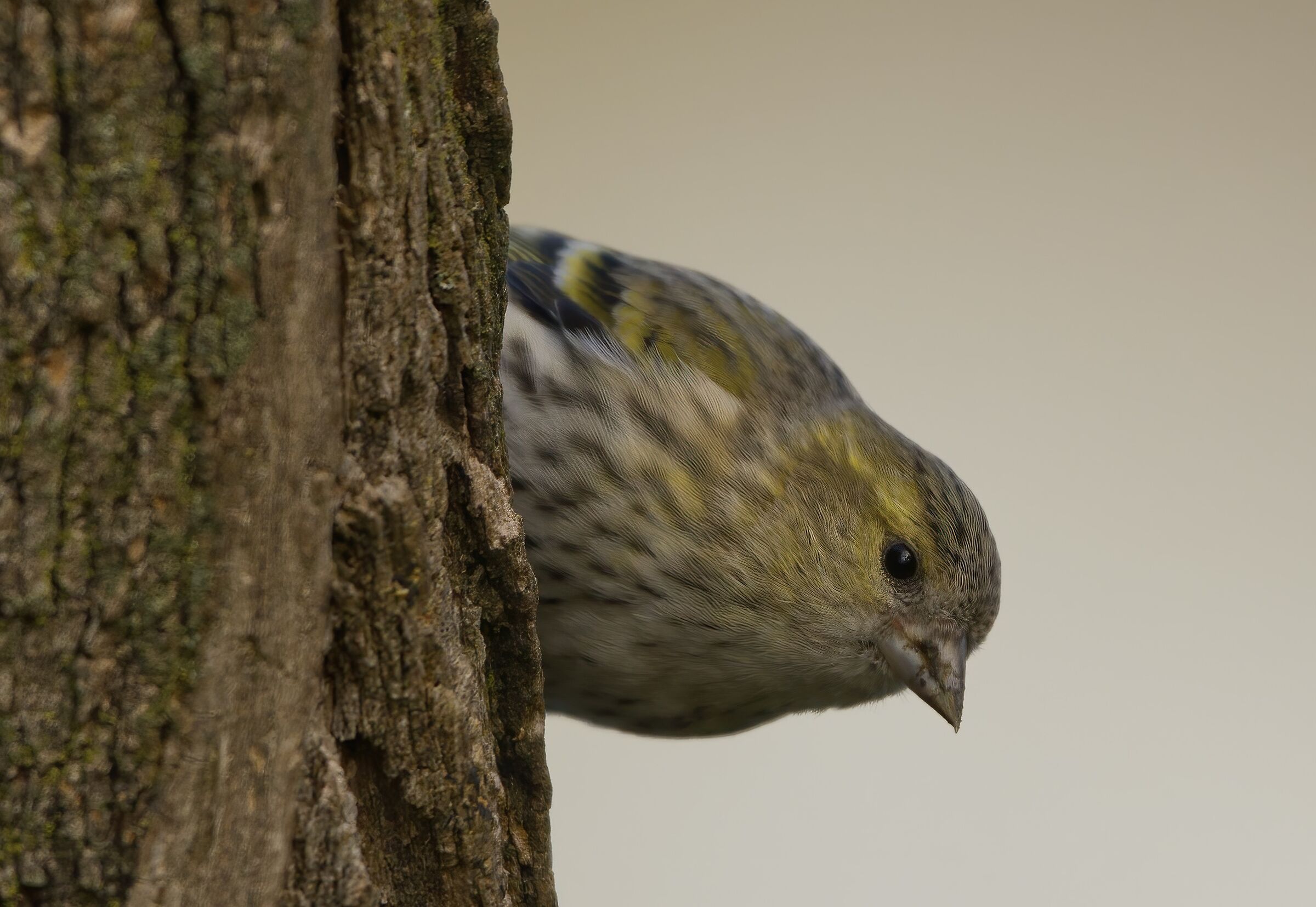 Lucherino (Lucherino)