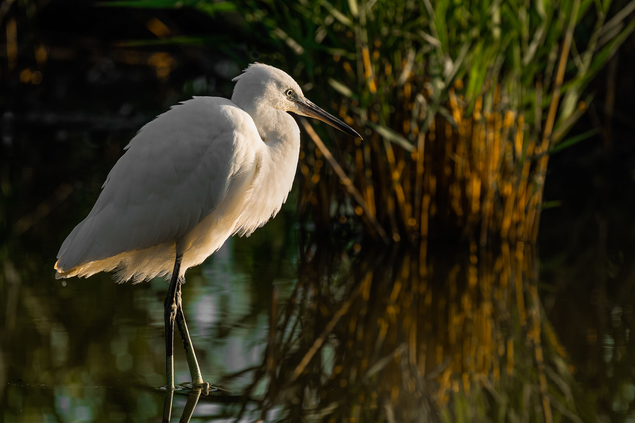 egret at dawn