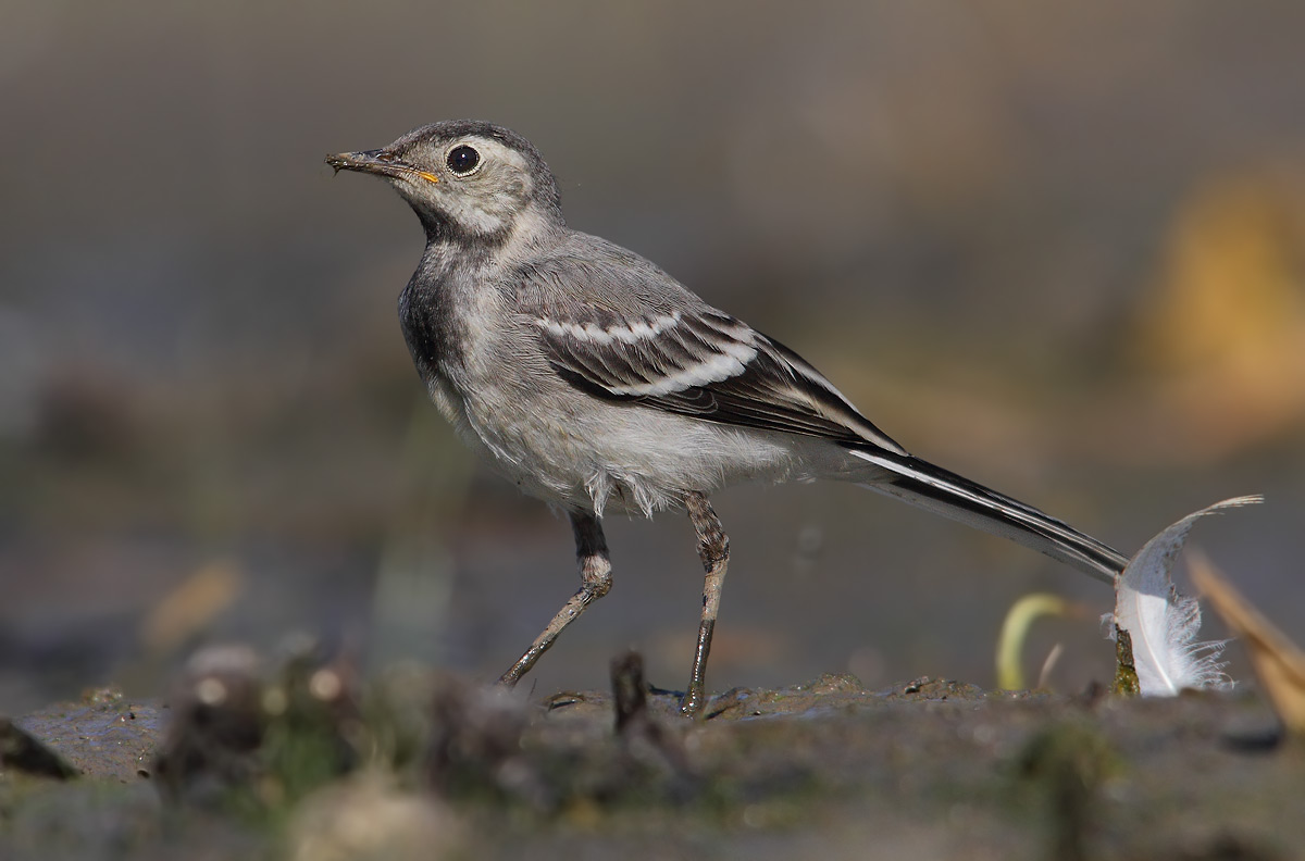 young white wagtail