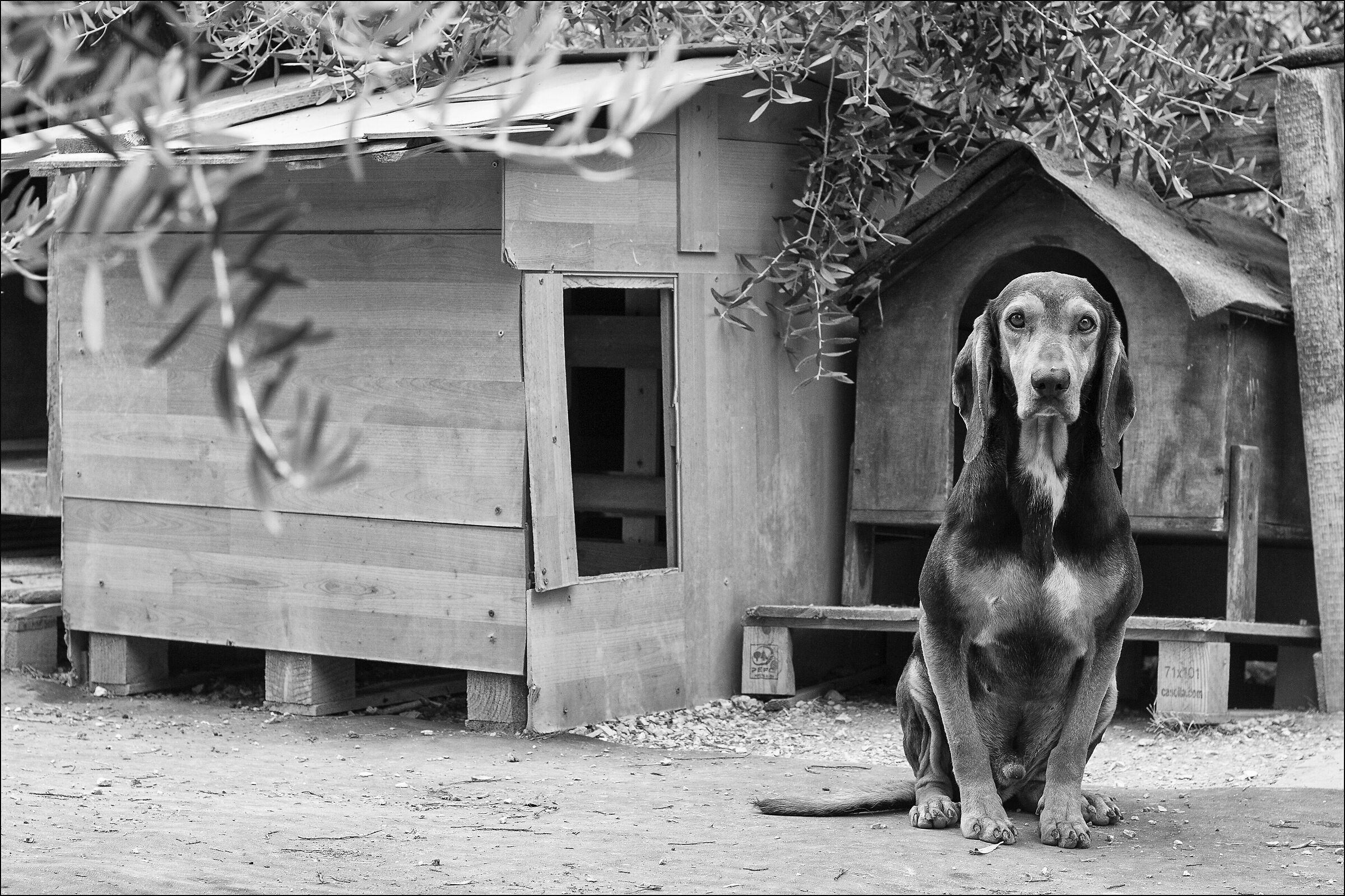 Jo, al rifugio Ohana