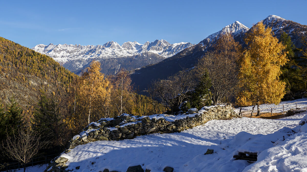 Birch yellow