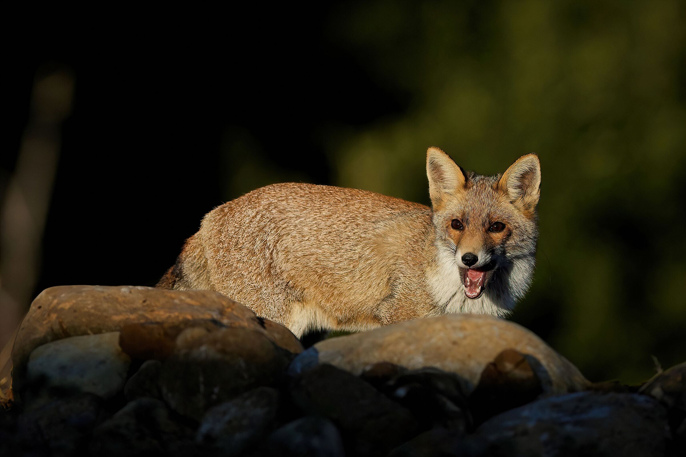 fox