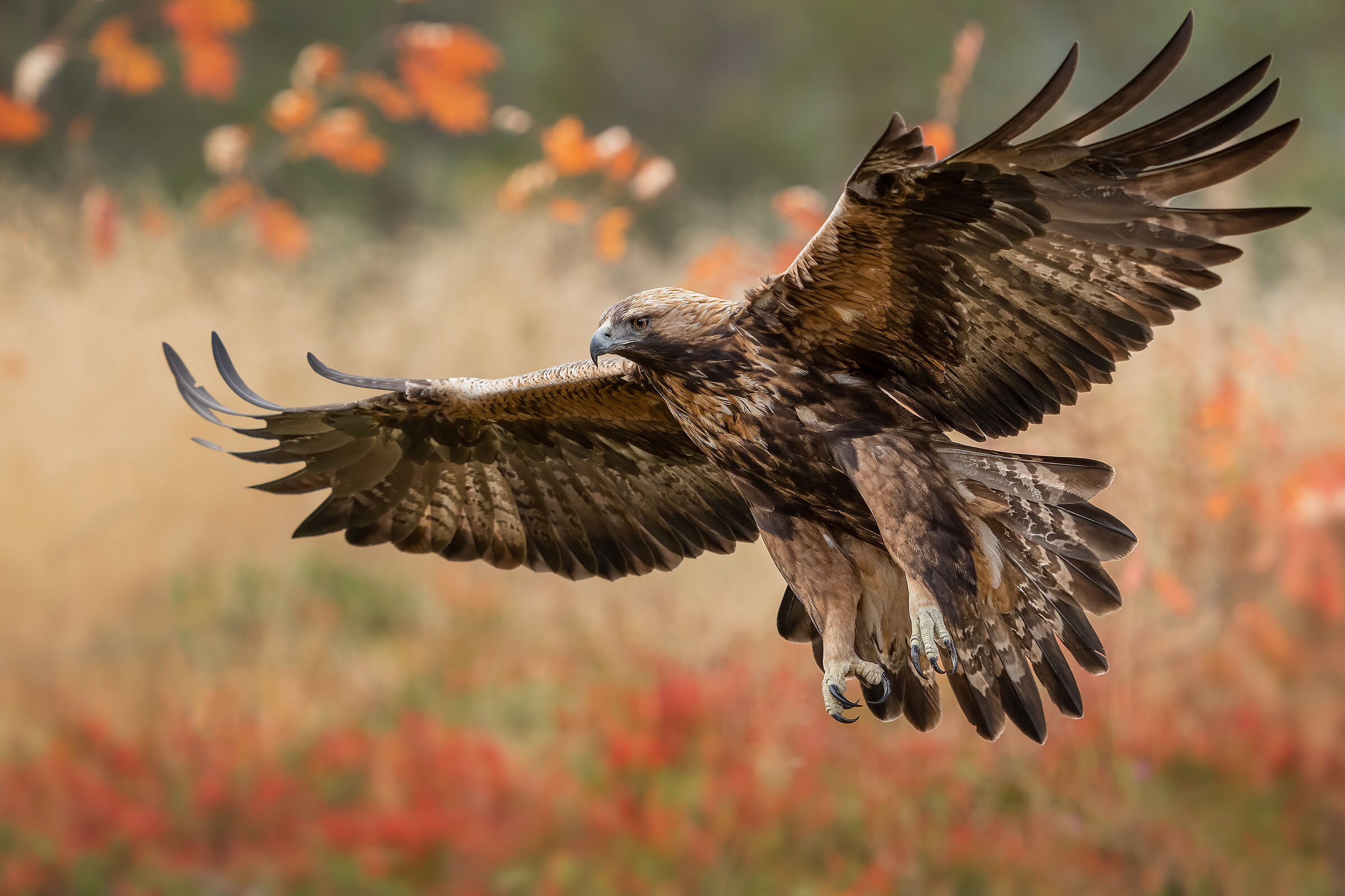 Golden eagle in the colors of autumn