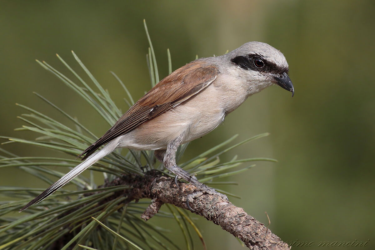 averla (lanius collurio)