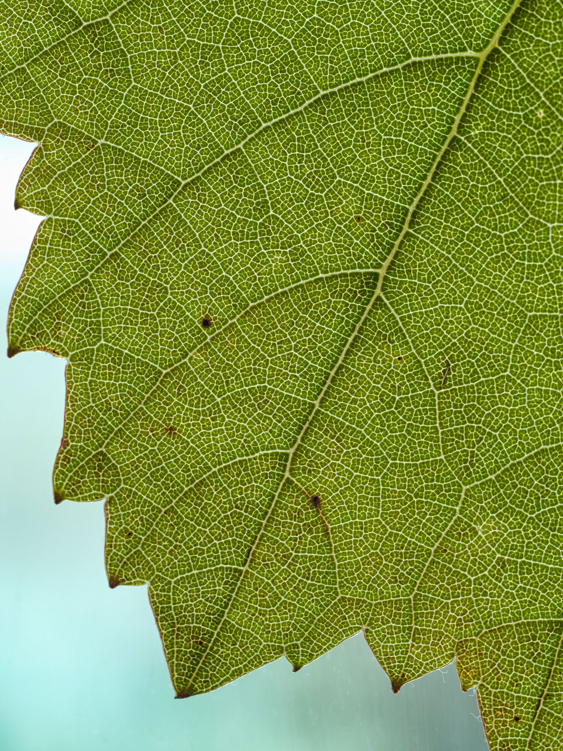 Macro vine leaf