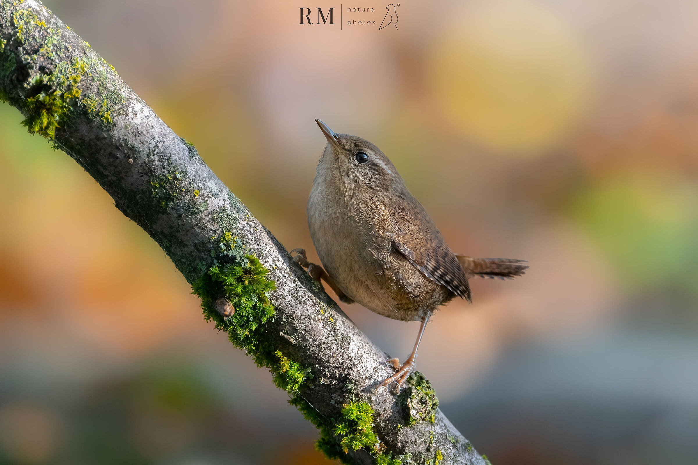 Wren