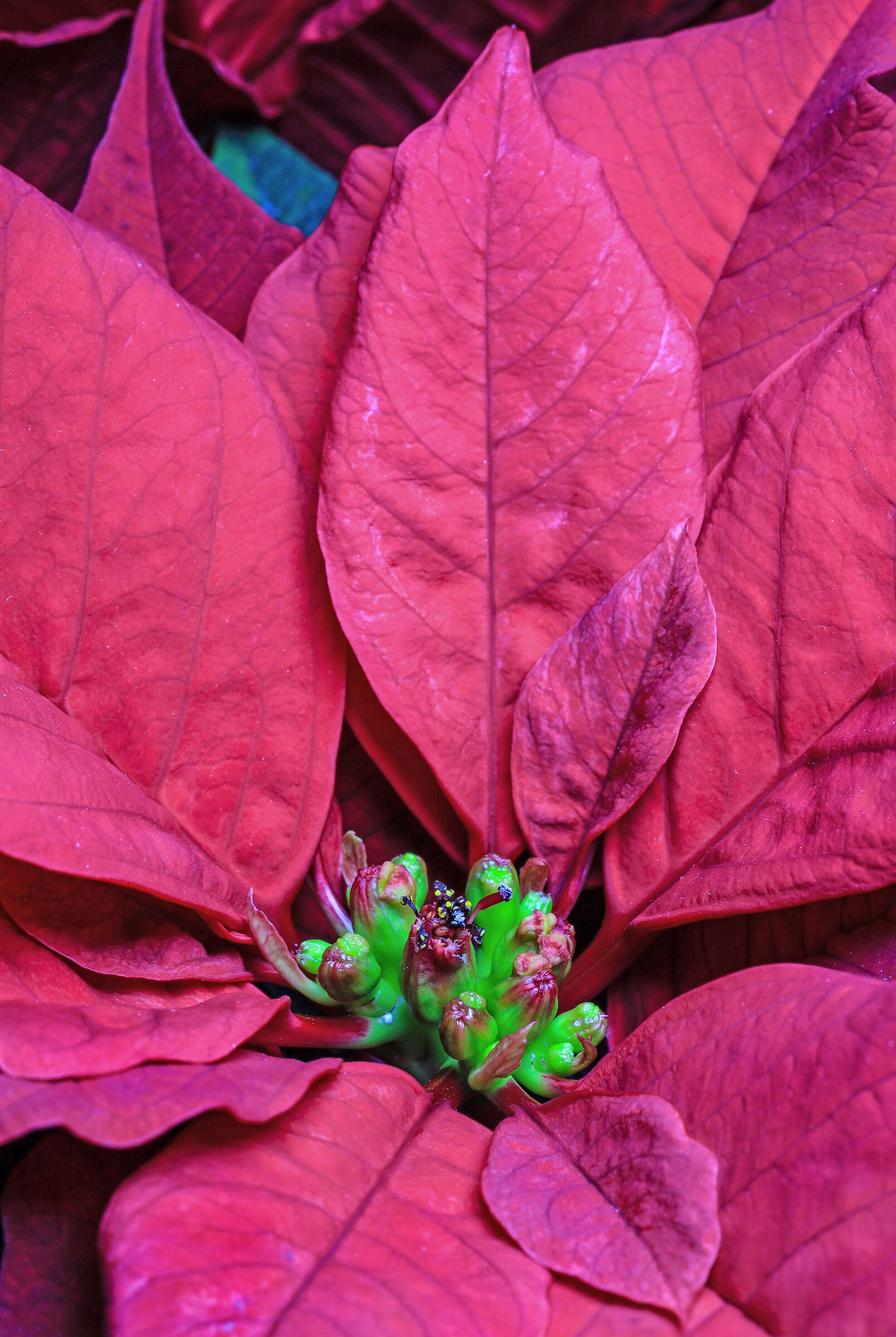 I fiori della Stella