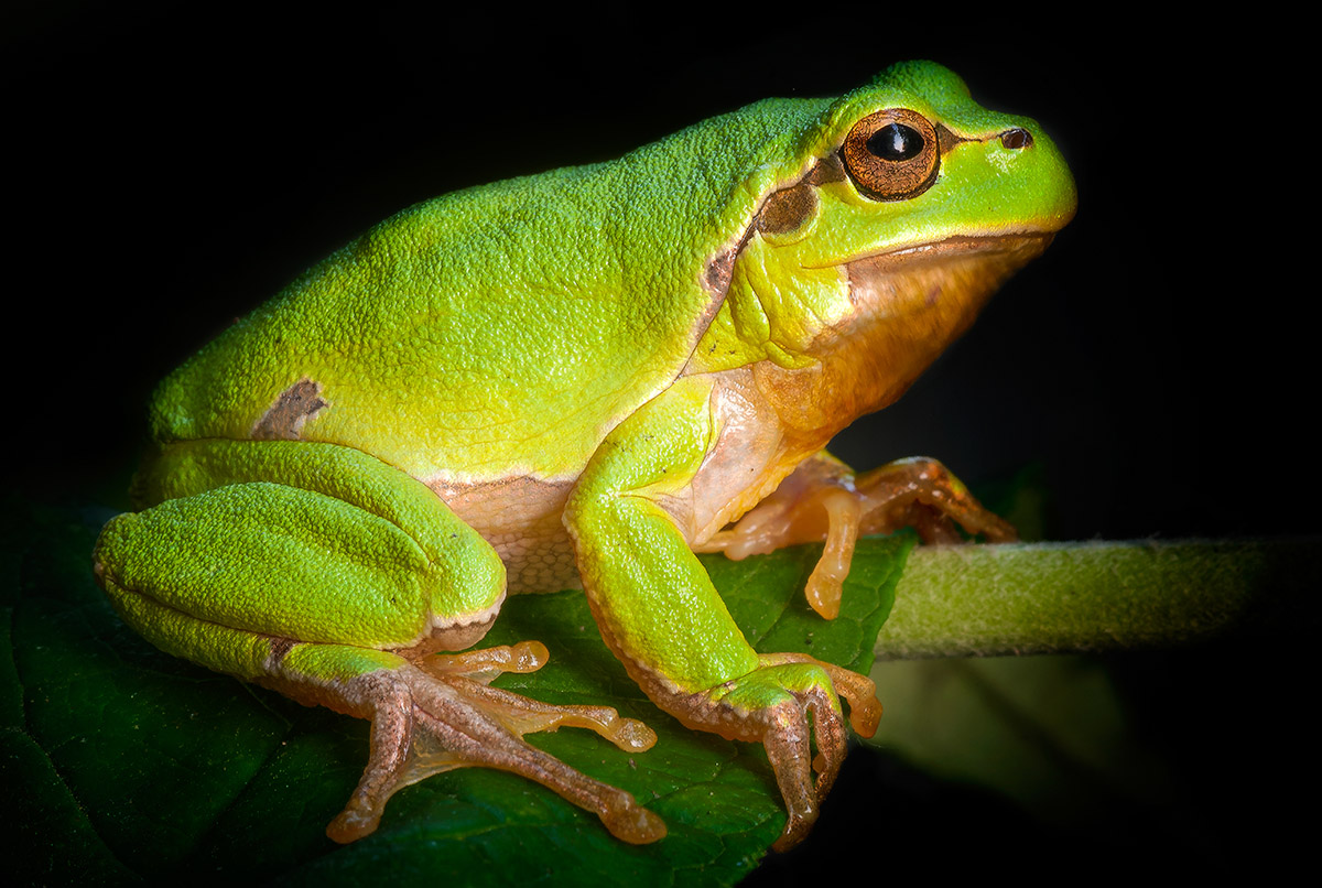 Treefrog