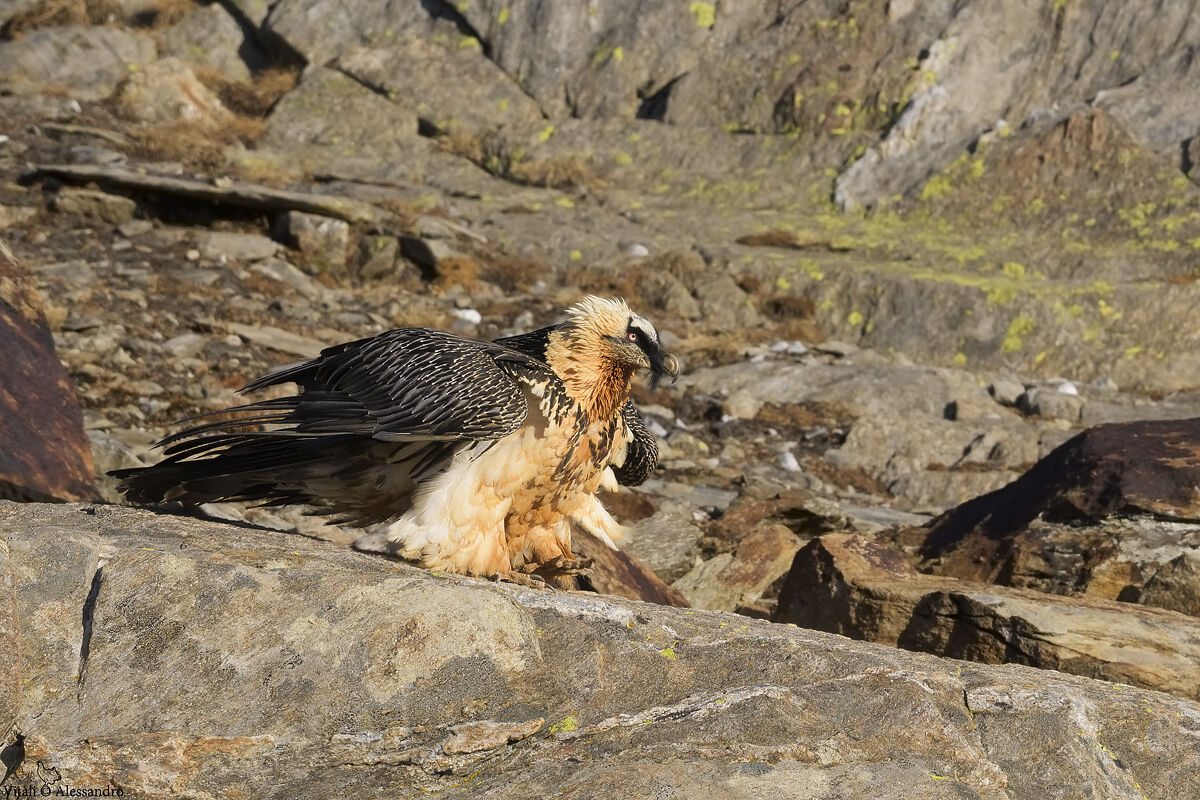 Bearded Vulture