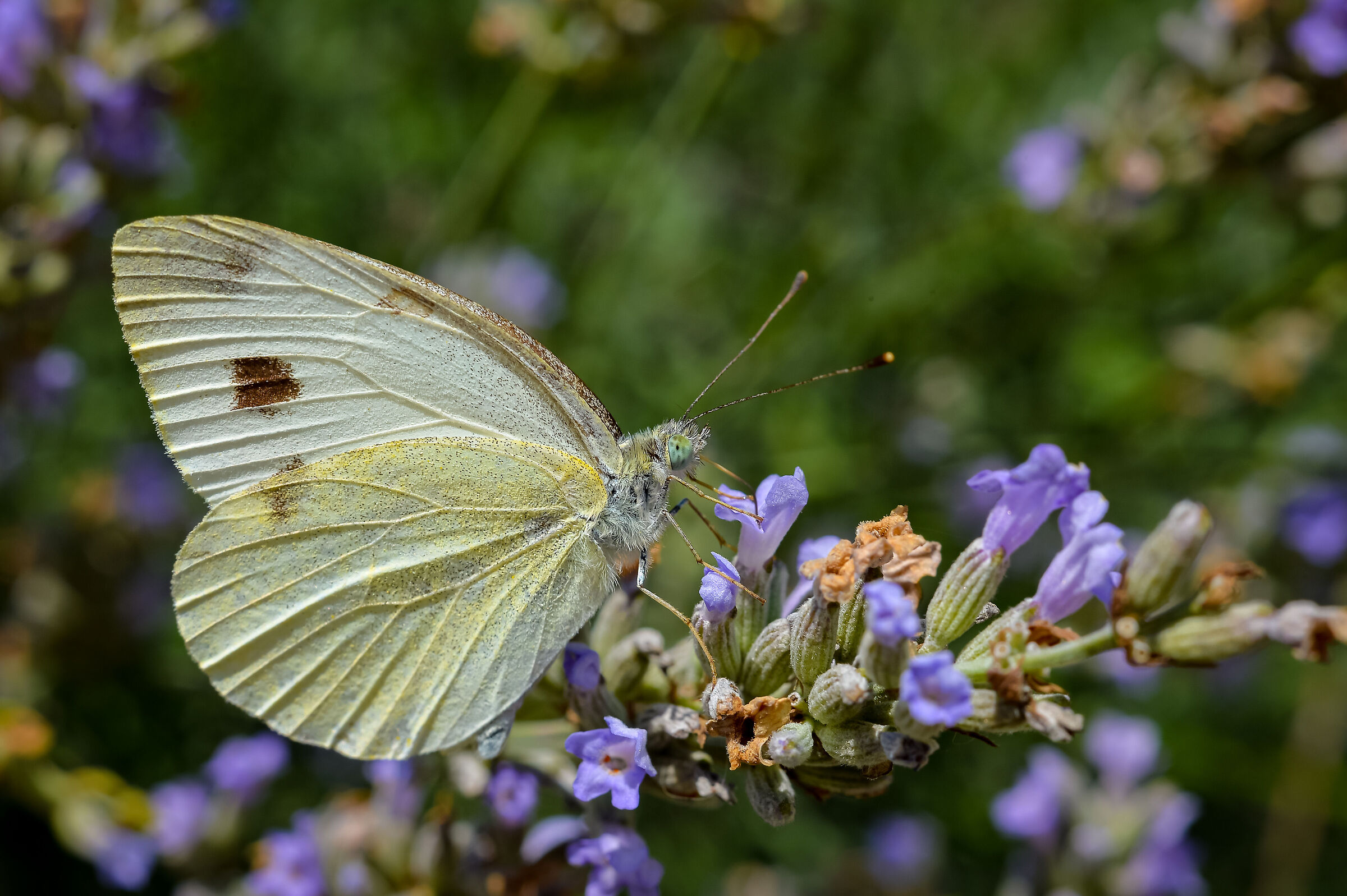 Lavanda e limone...