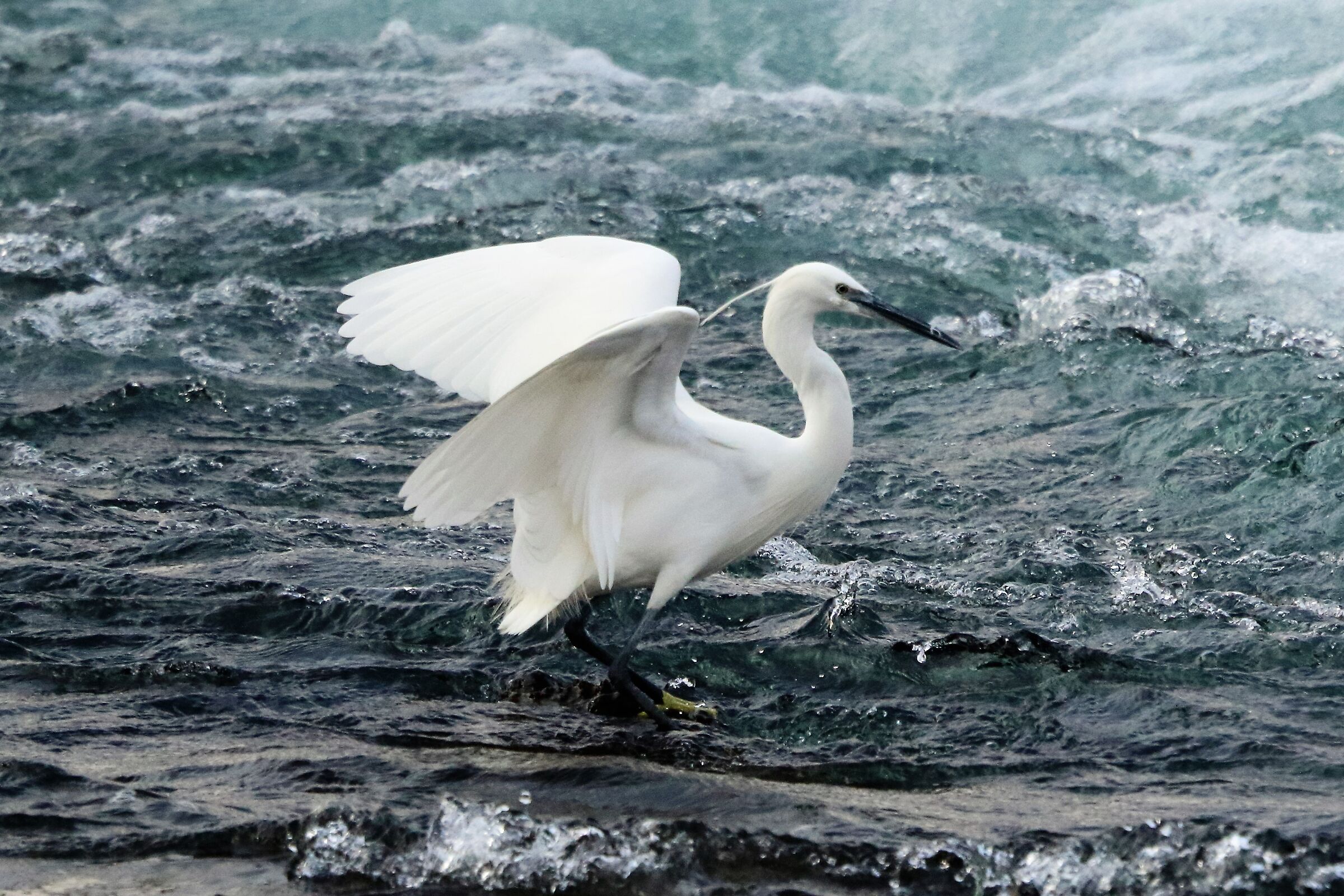 egret