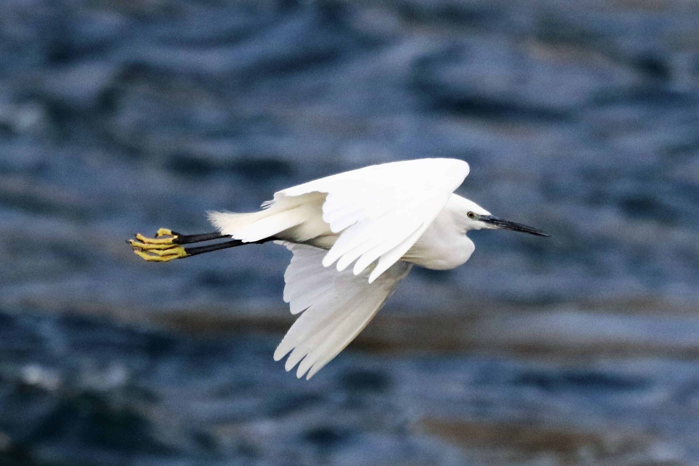 egret