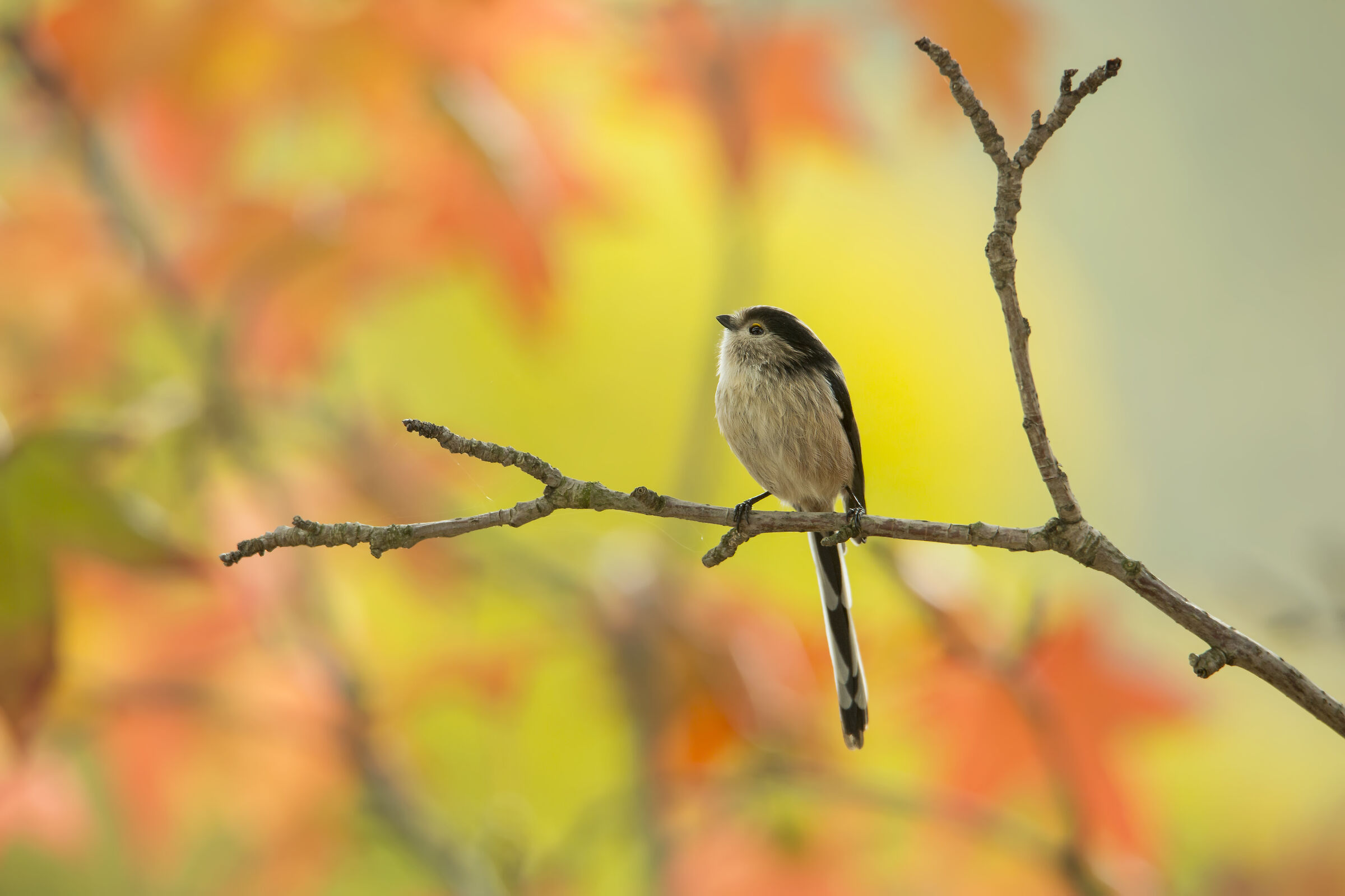 Codibugnolo autunnale