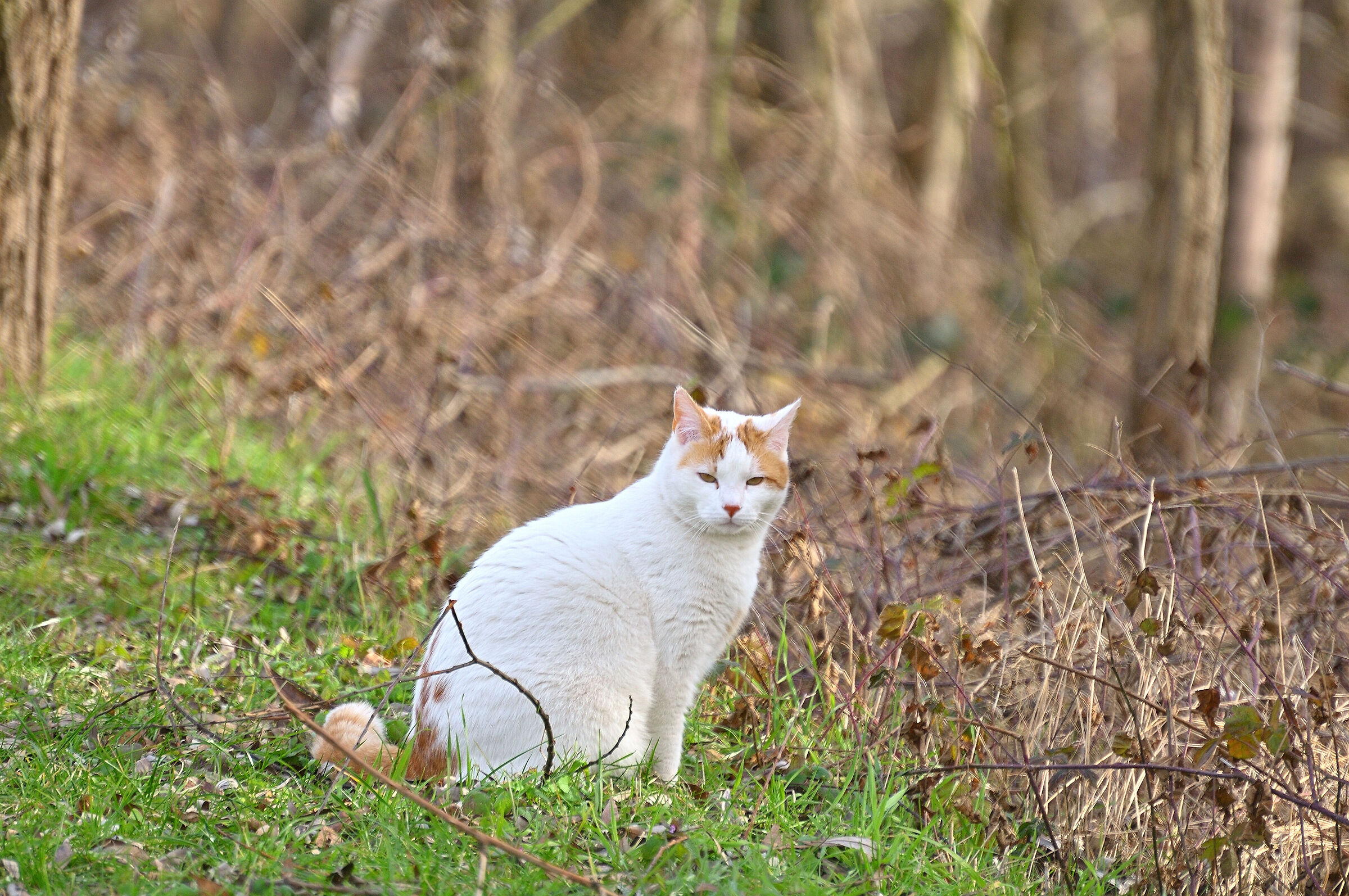 Un gatto tutto Solo...