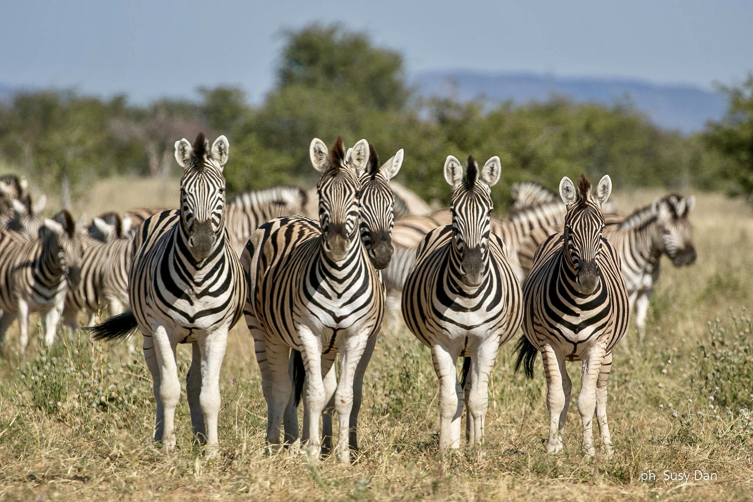 Four musketeers... and a half